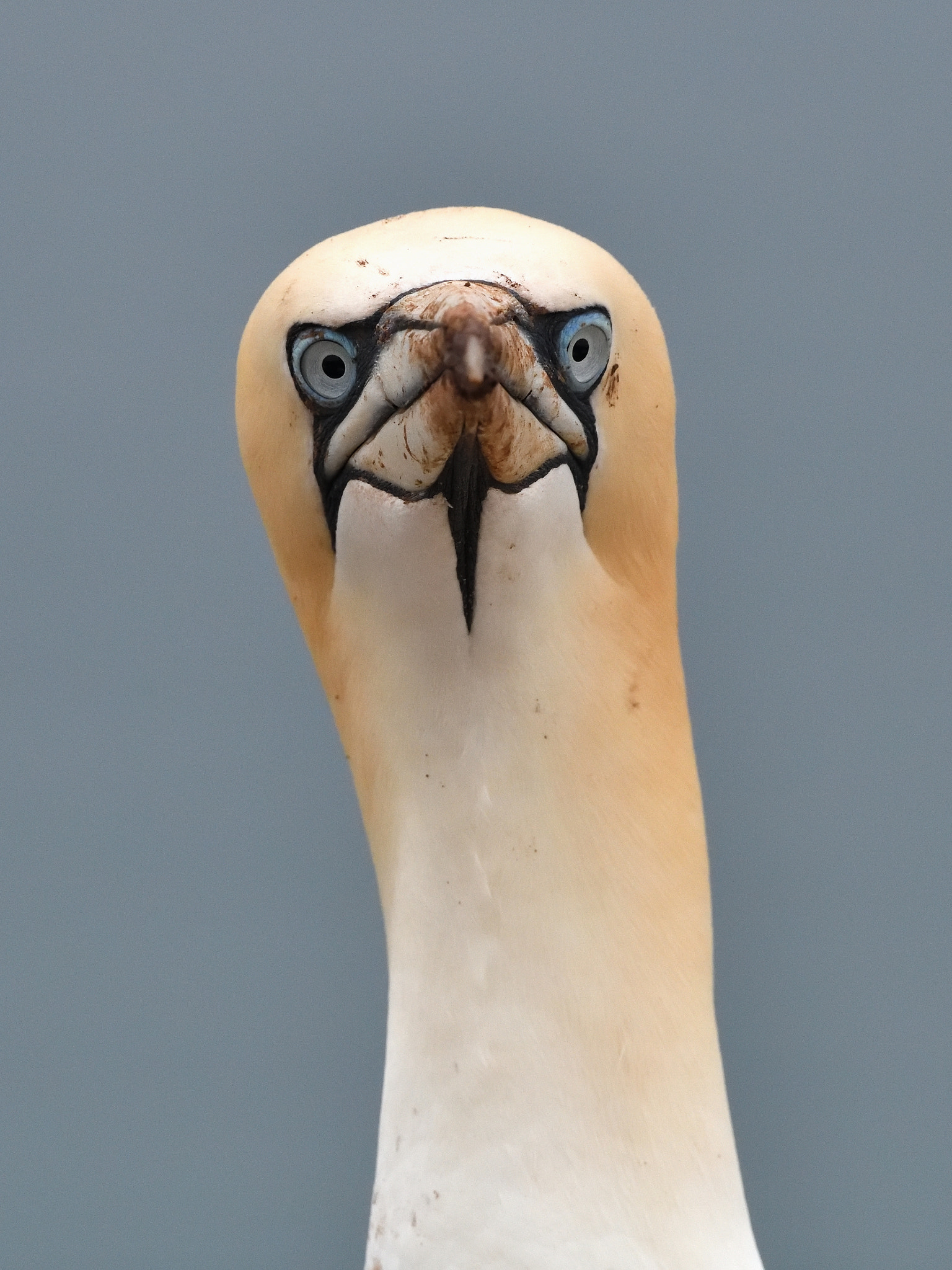 Nikon AF-S Nikkor 500mm F4G ED VR sample photo. Northern gannet portrait photography