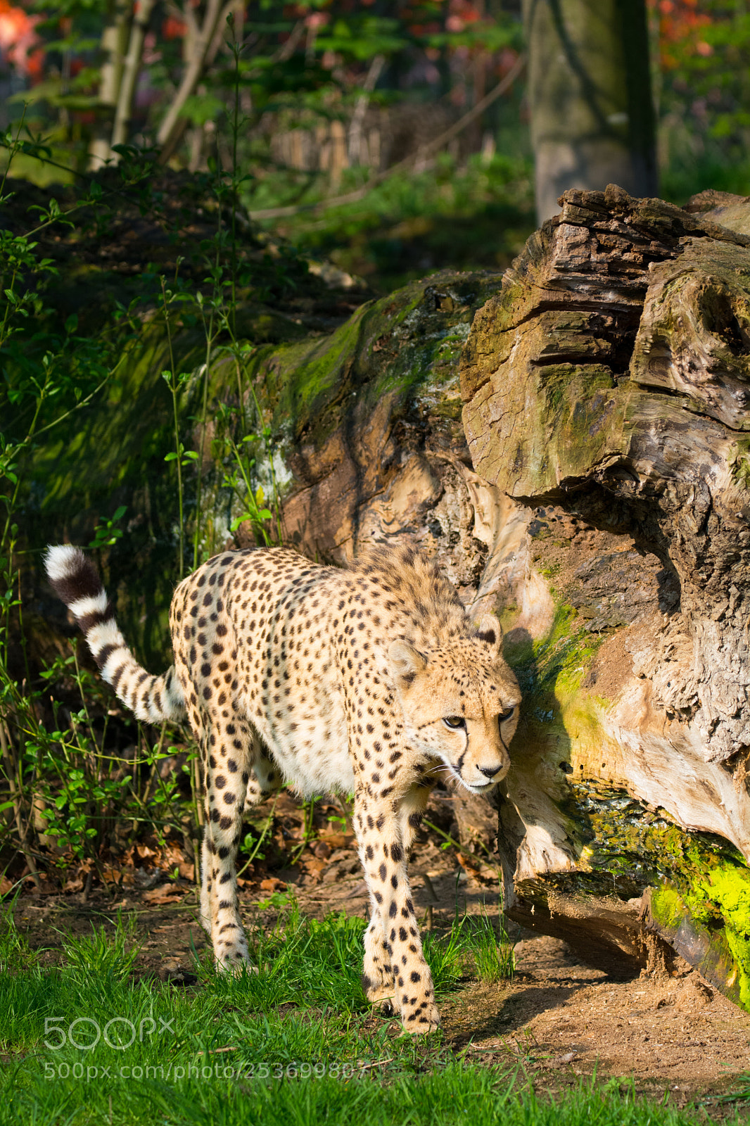Nikon D5200 sample photo. Cheetah wandering photography