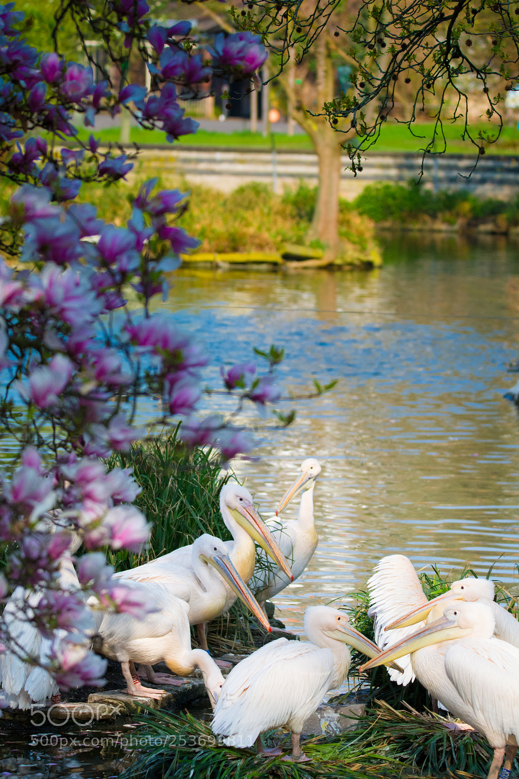 Nikon D5200 sample photo. Pelican council photography