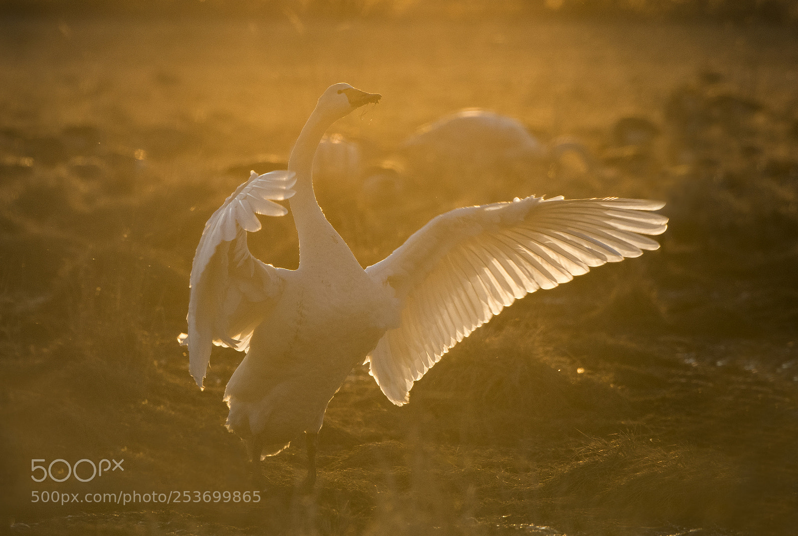 Nikon D500 sample photo. Whooper swan in golden photography