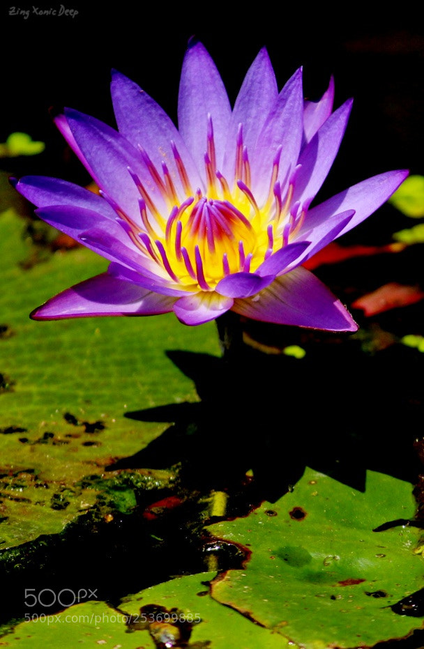 Canon EOS 1300D (EOS Rebel T6 / EOS Kiss X80) sample photo. Lotus photography
