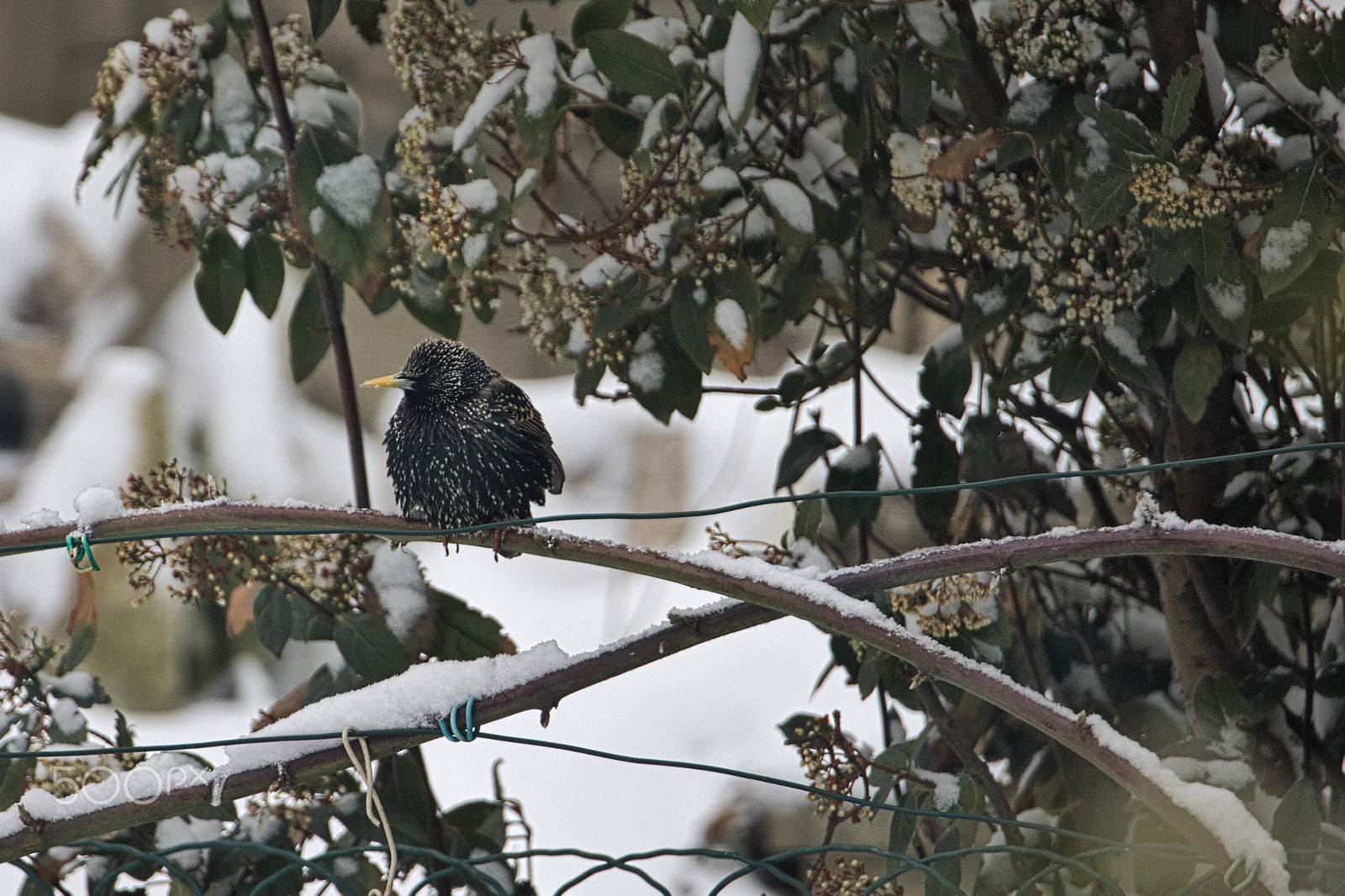 Canon EOS 760D (EOS Rebel T6s / EOS 8000D) + Canon EF 300mm F2.8L IS II USM sample photo. Etourneau sous la neige photography