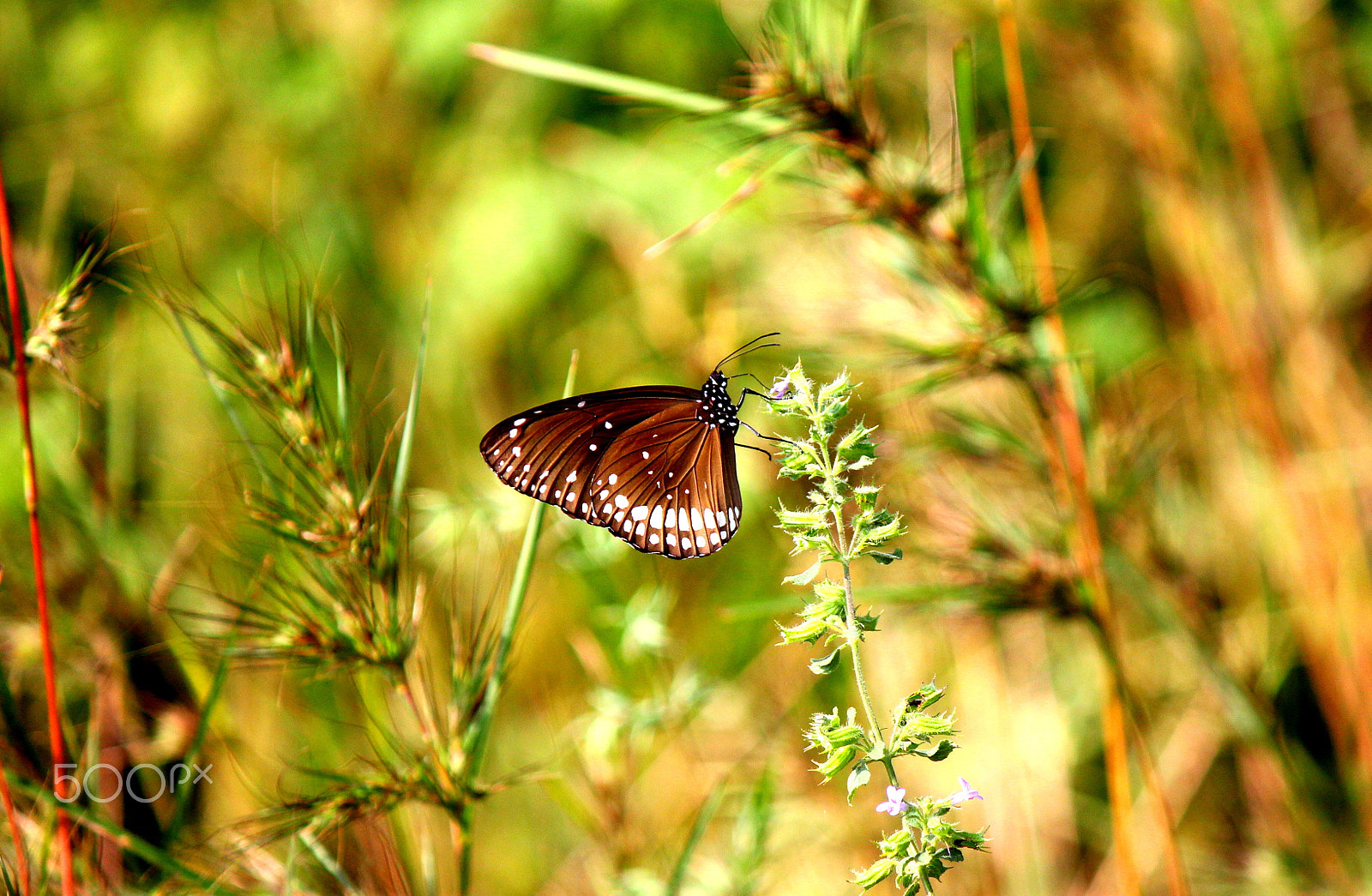 Canon EOS 550D (EOS Rebel T2i / EOS Kiss X4) sample photo. Brown with white dotted butterfly photography