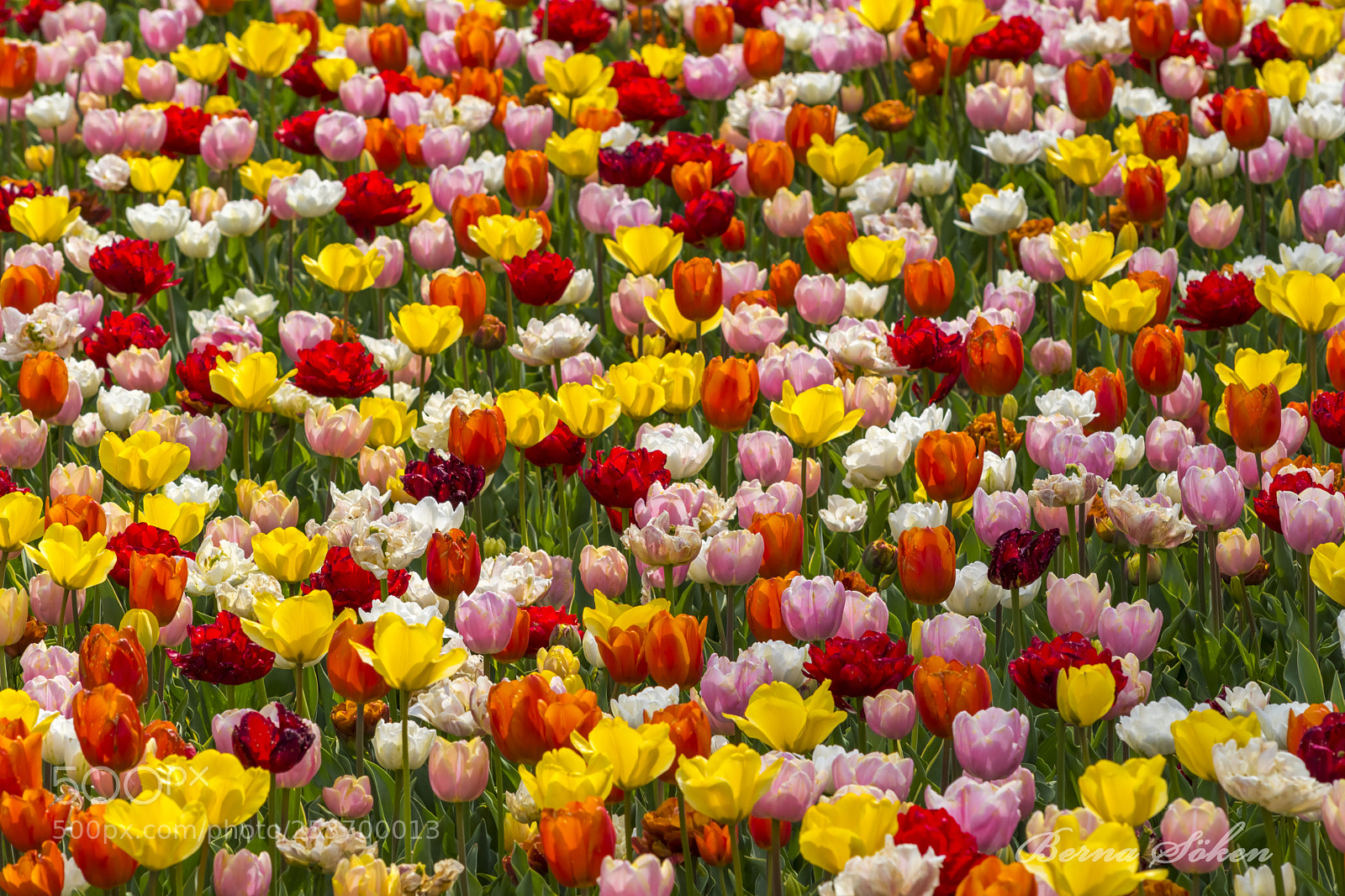 Nikon D5500 sample photo. The most colorful carpet photography