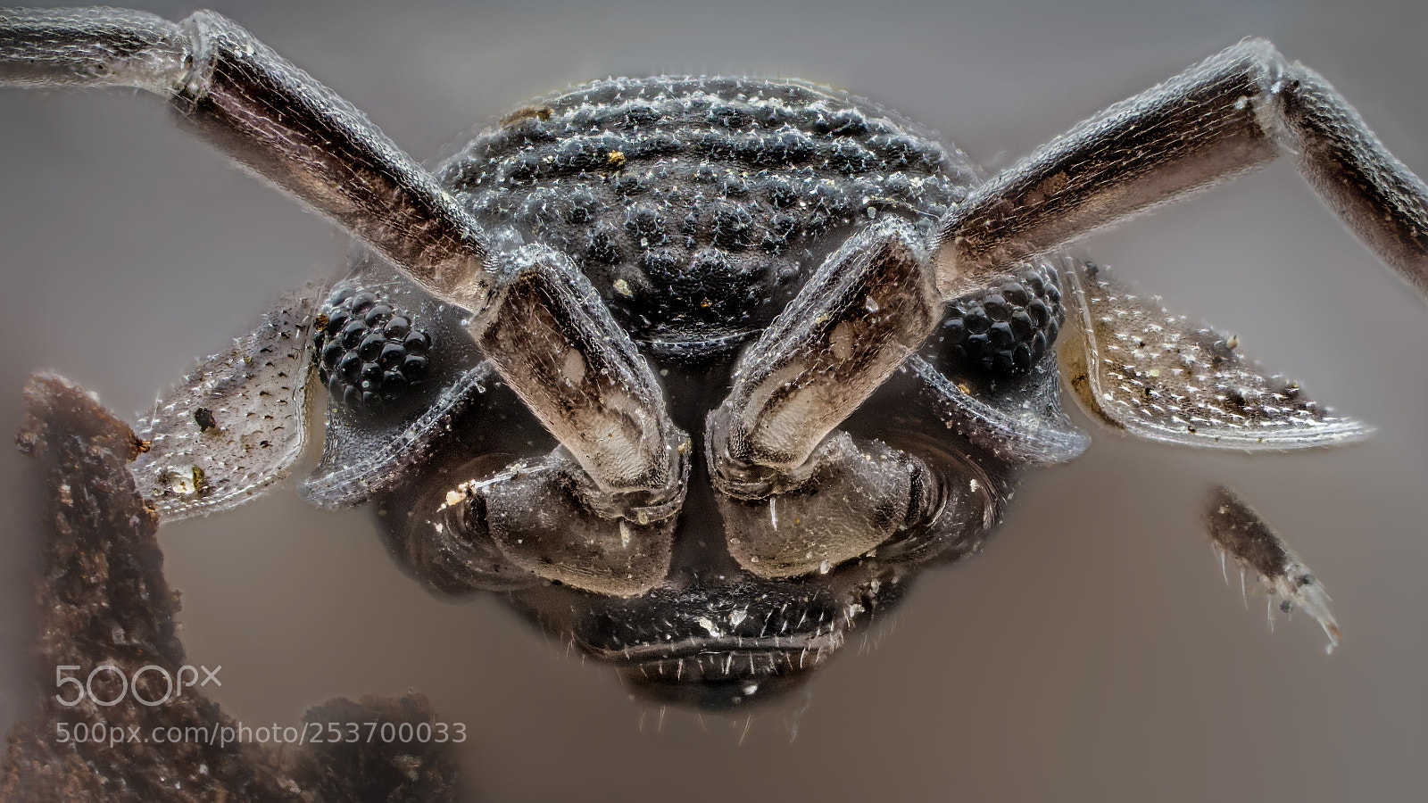 Panasonic Lumix DC-G9 sample photo. Philoscia muscorum(woodlice) photography