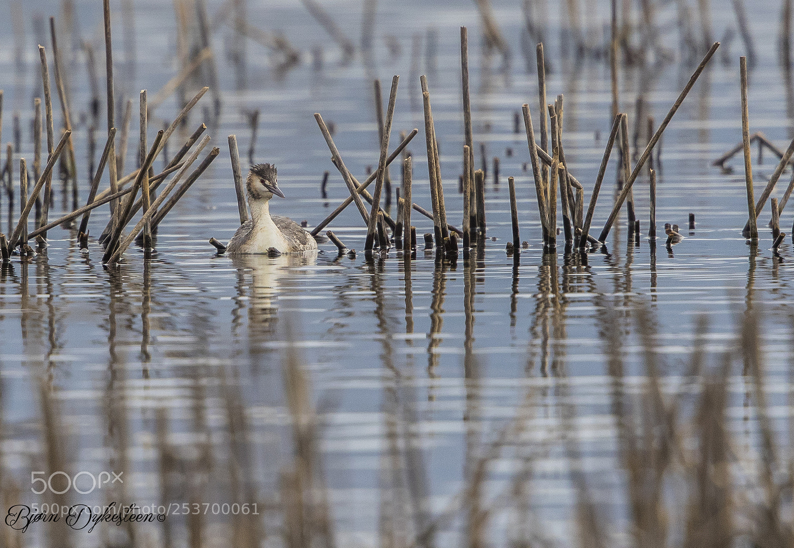 Canon EOS-1D X Mark II sample photo. Young great crested grebe photography