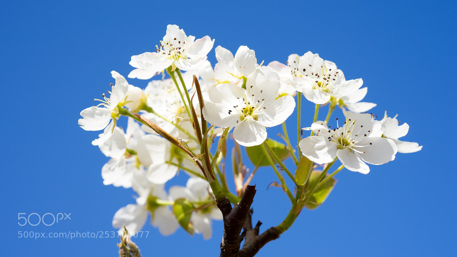 Sony a7 sample photo. Blue and white photography