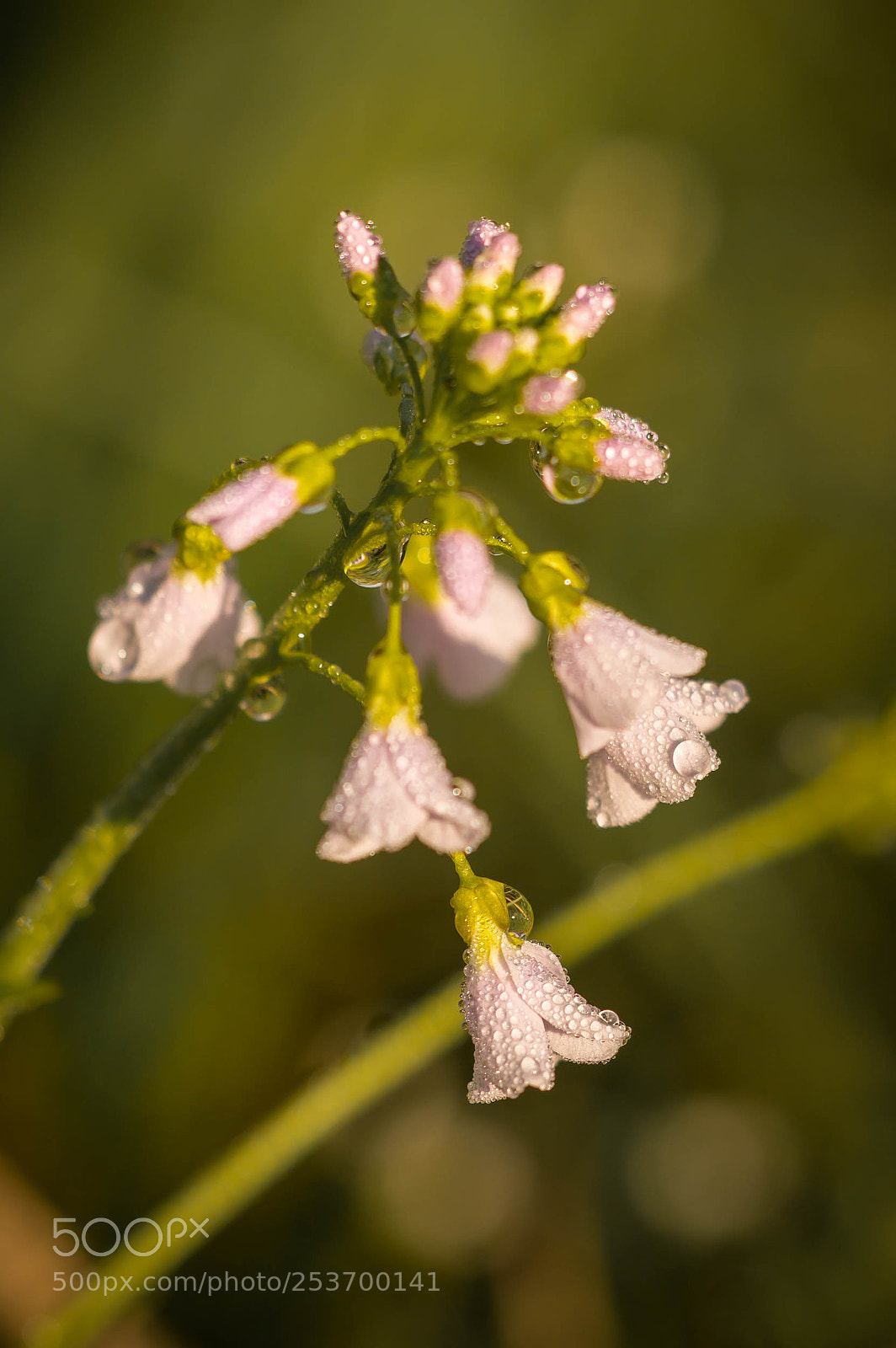 Nikon D3200 sample photo. Bells photography
