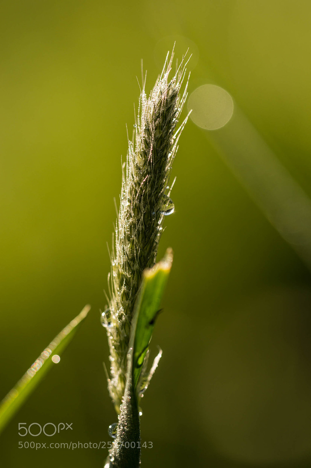 Nikon D3200 sample photo. Spike photography