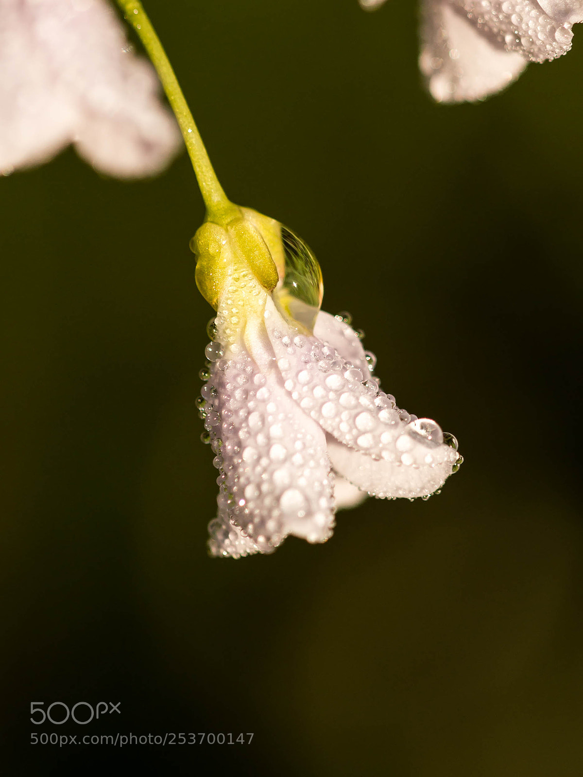 Nikon D3200 sample photo. Dewed photography