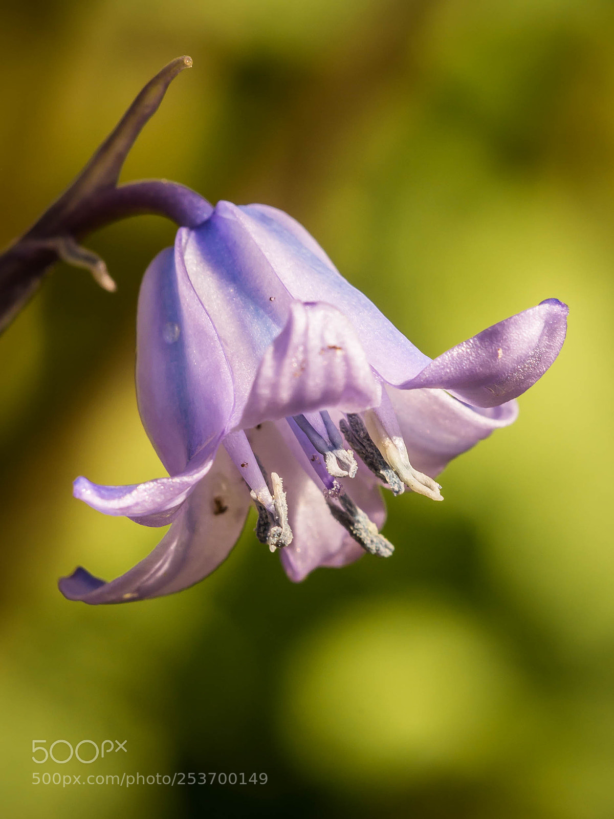 Nikon D3200 sample photo. Hyacynt photography