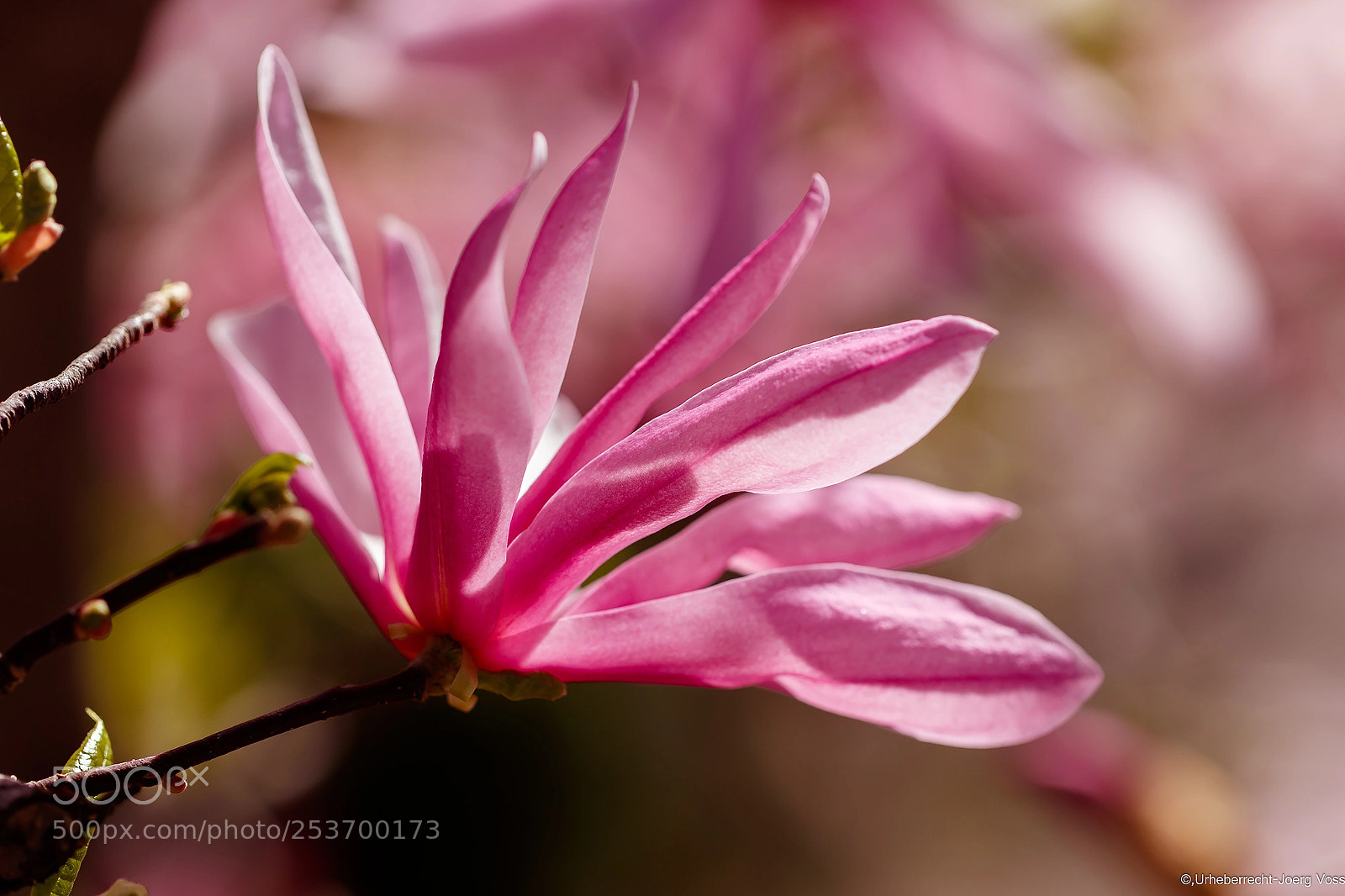 Canon EOS 7D Mark II sample photo. Magnolia photography