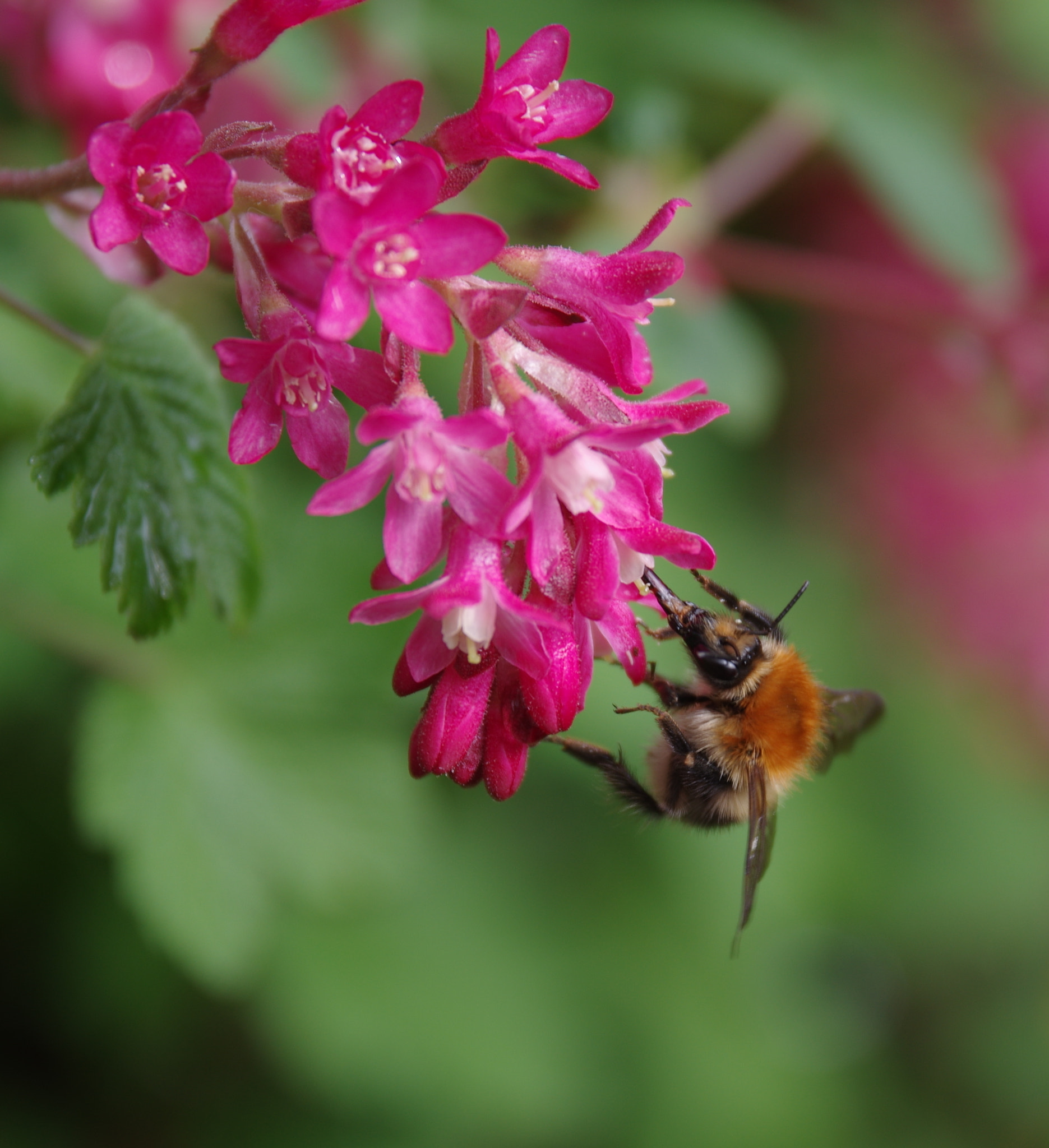 Pentax K-3 sample photo. It's finally spring photography