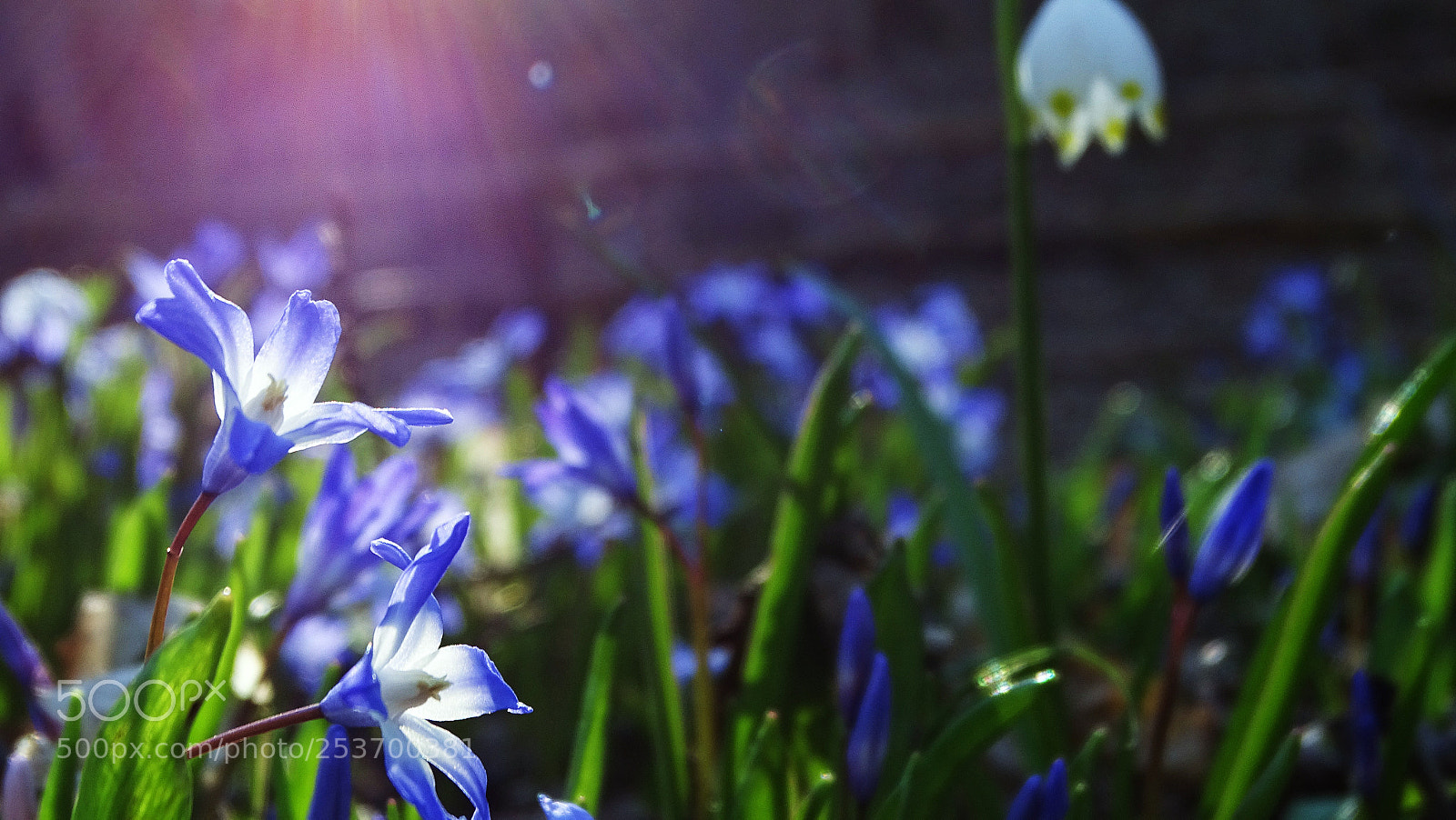 Sony Cyber-shot DSC-HX400V sample photo. Im morgenlicht photography