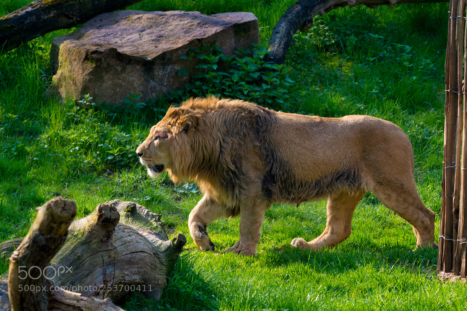 Nikon D5200 sample photo. Lion wandering photography