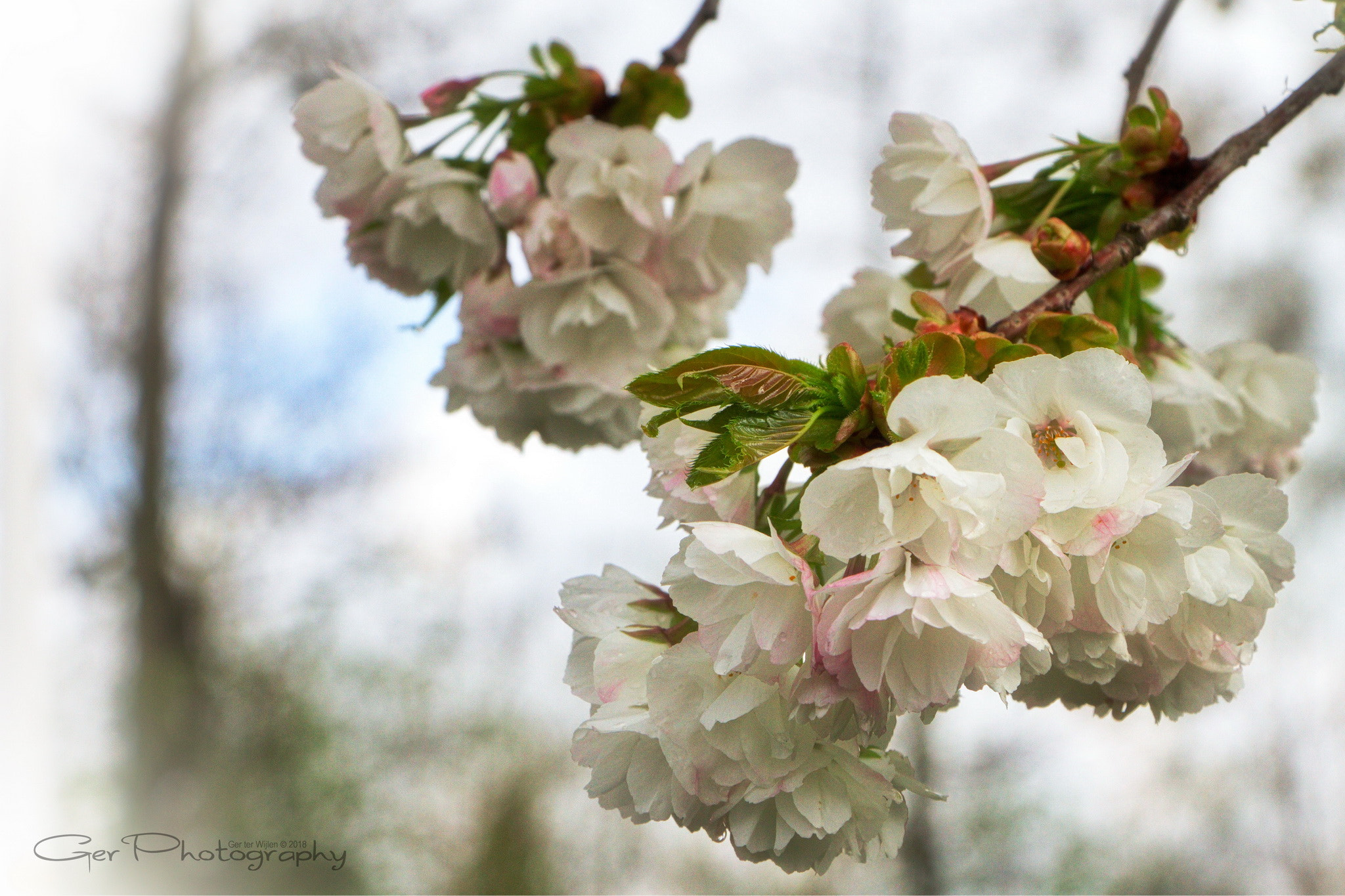 Canon EOS 7D + Canon EF-S 18-135mm F3.5-5.6 IS STM sample photo. White spring photography