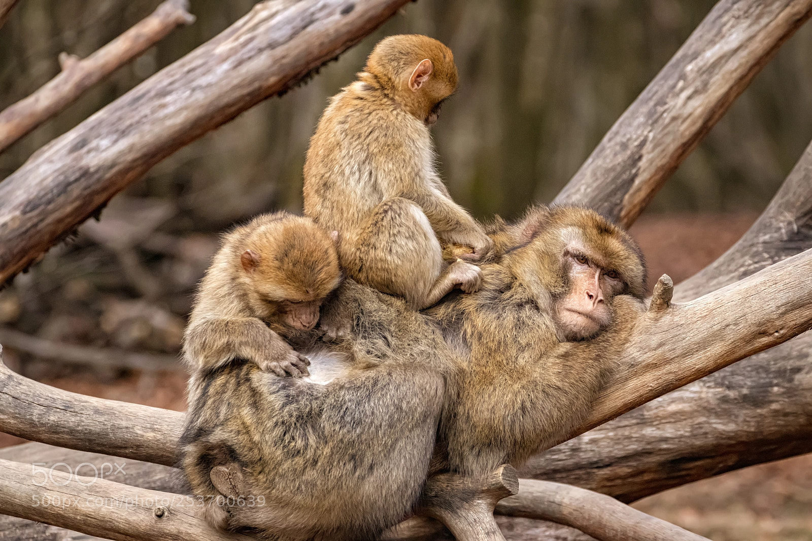 Canon EOS 80D sample photo. Barbary monkeys at affenberg photography