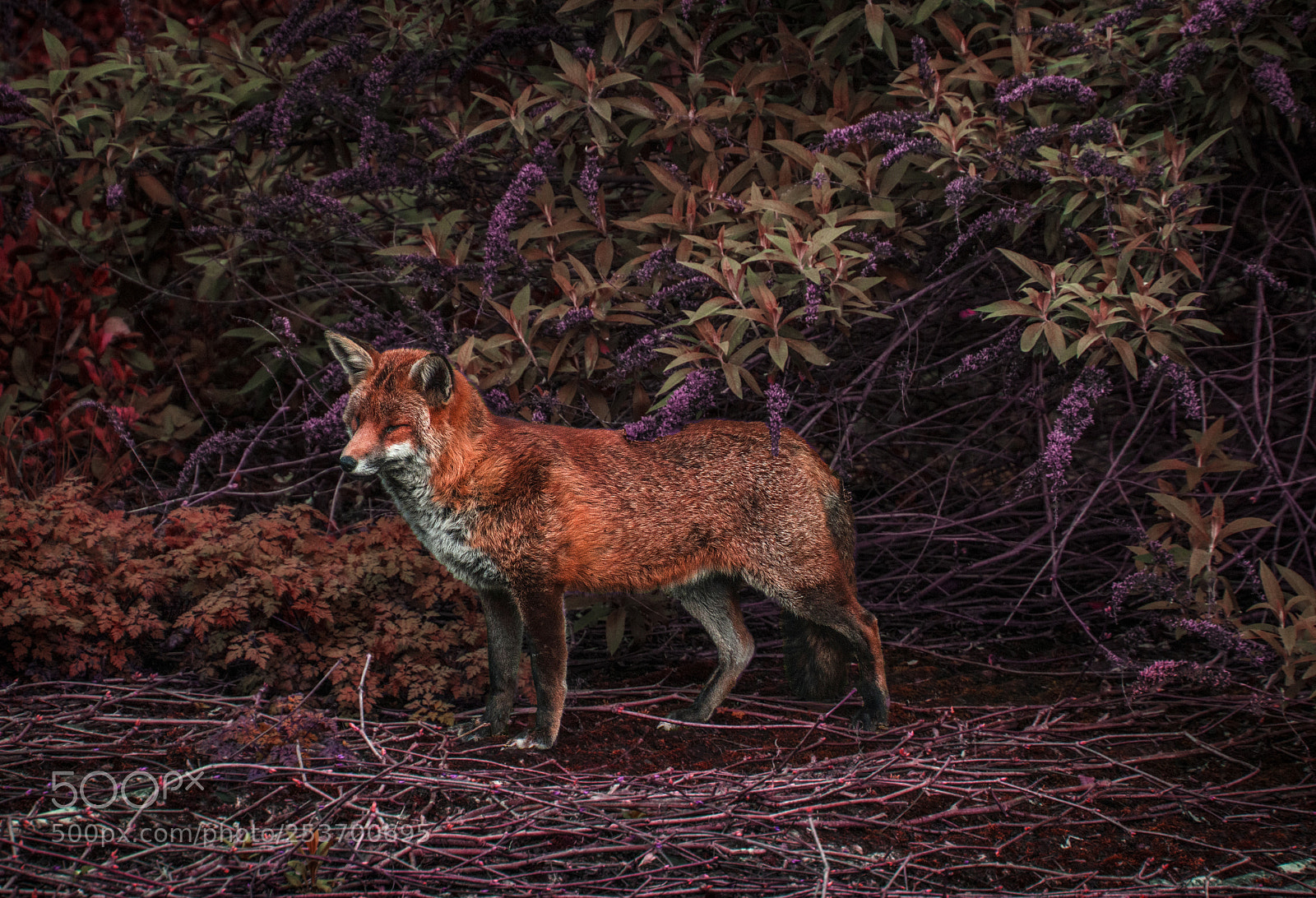 Nikon D610 sample photo. Red fox ii photography