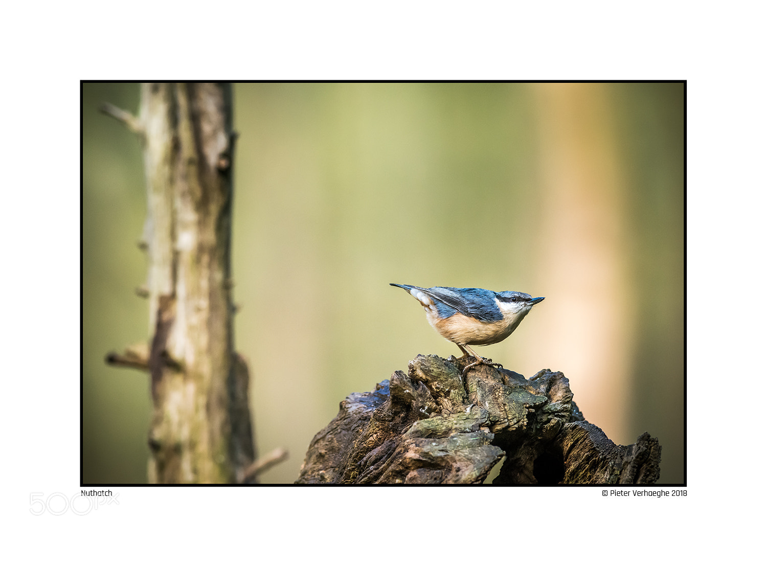 Nikon D810 sample photo. Nuthatch photography
