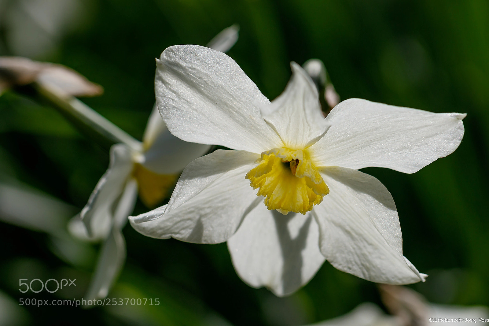 Canon EOS 7D Mark II sample photo. White daffodil photography