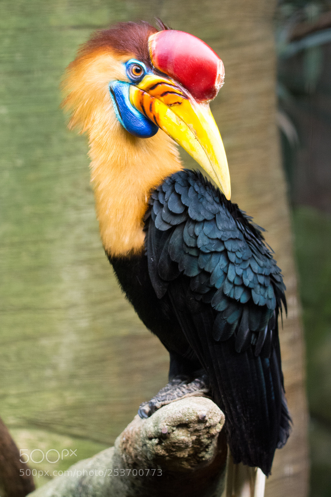 Nikon D5200 sample photo. Helmhornvogel photography