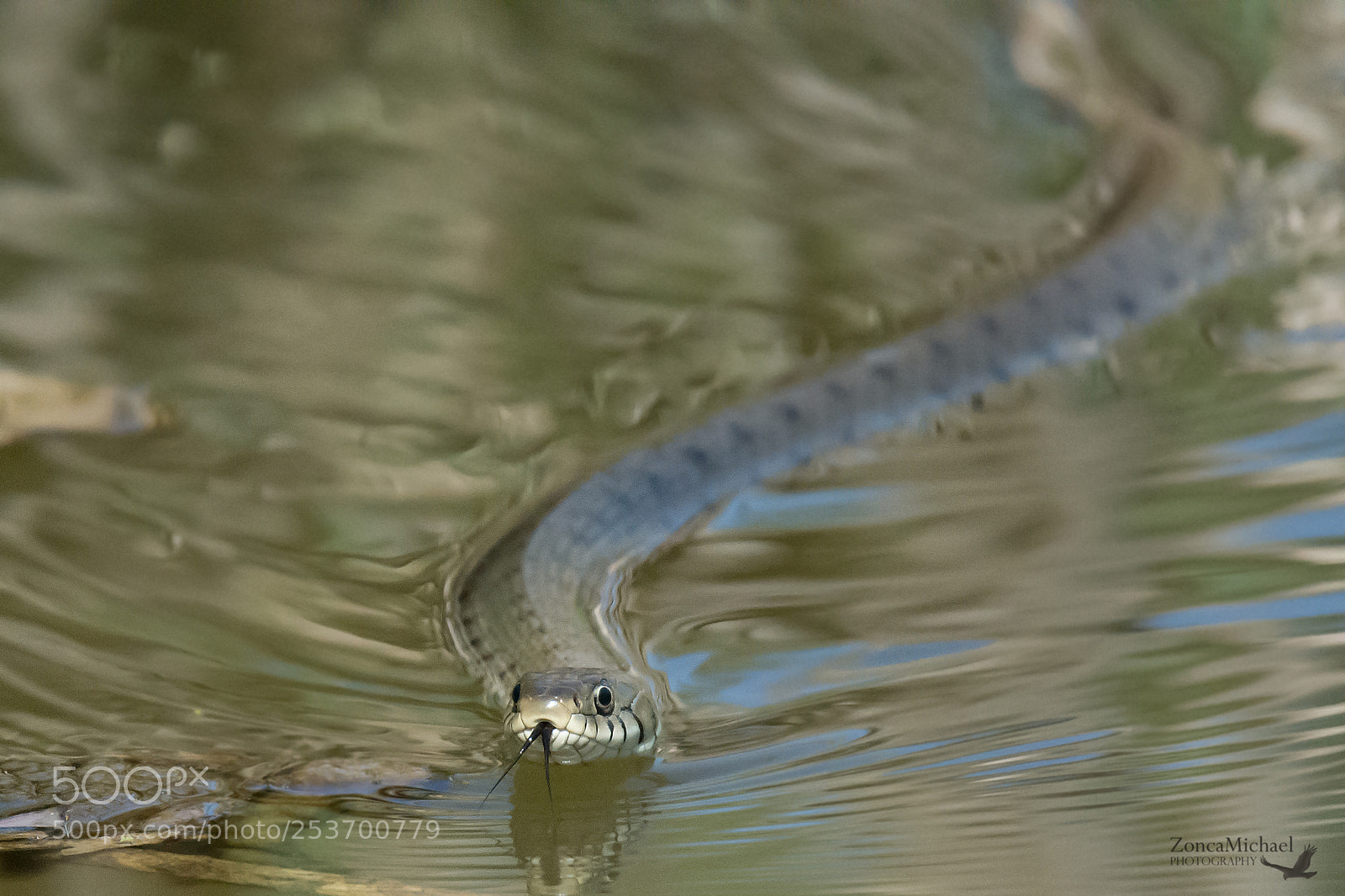 Nikon D7100 sample photo. Natrix natrix natrice dal photography
