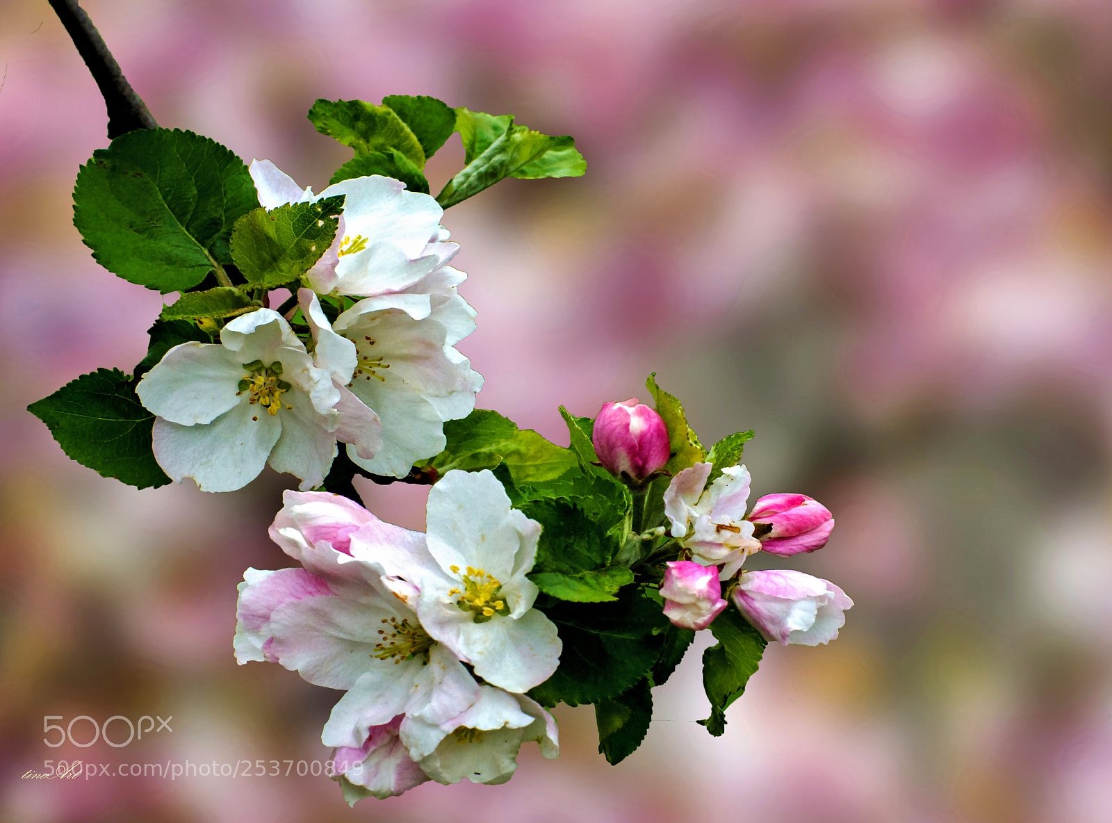 Nikon Coolpix L840 sample photo. Apple blossom photography