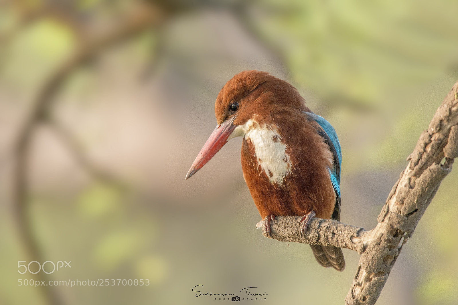 Canon EOS 70D sample photo. White-throated kingfisher photography
