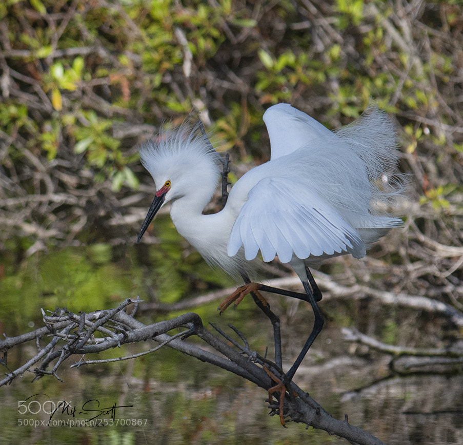 Nikon D850 sample photo. Balancing act photography