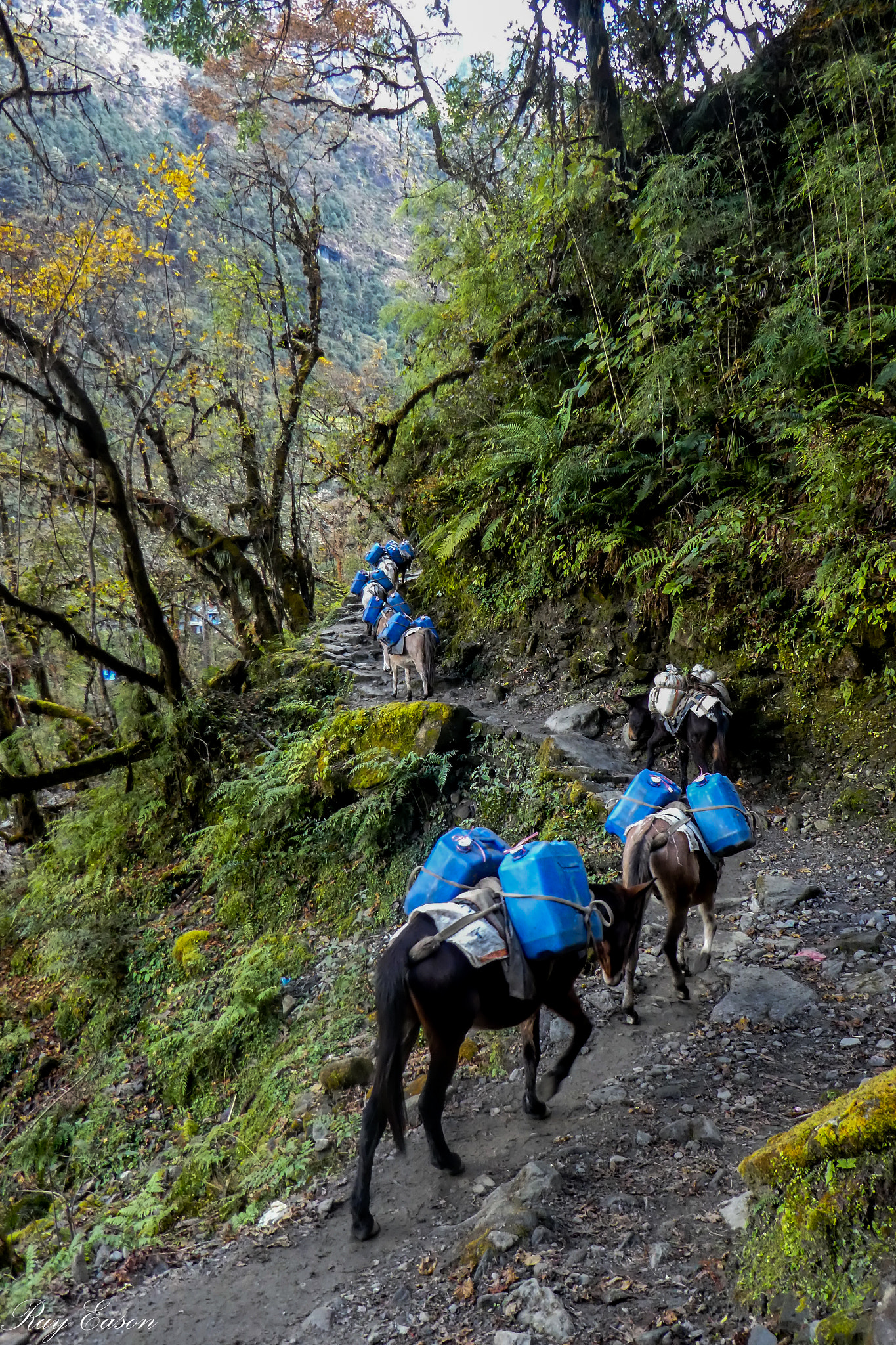 Panasonic Lumix DMC-ZS60 (Lumix DMC-TZ80) sample photo. Himalayas photography