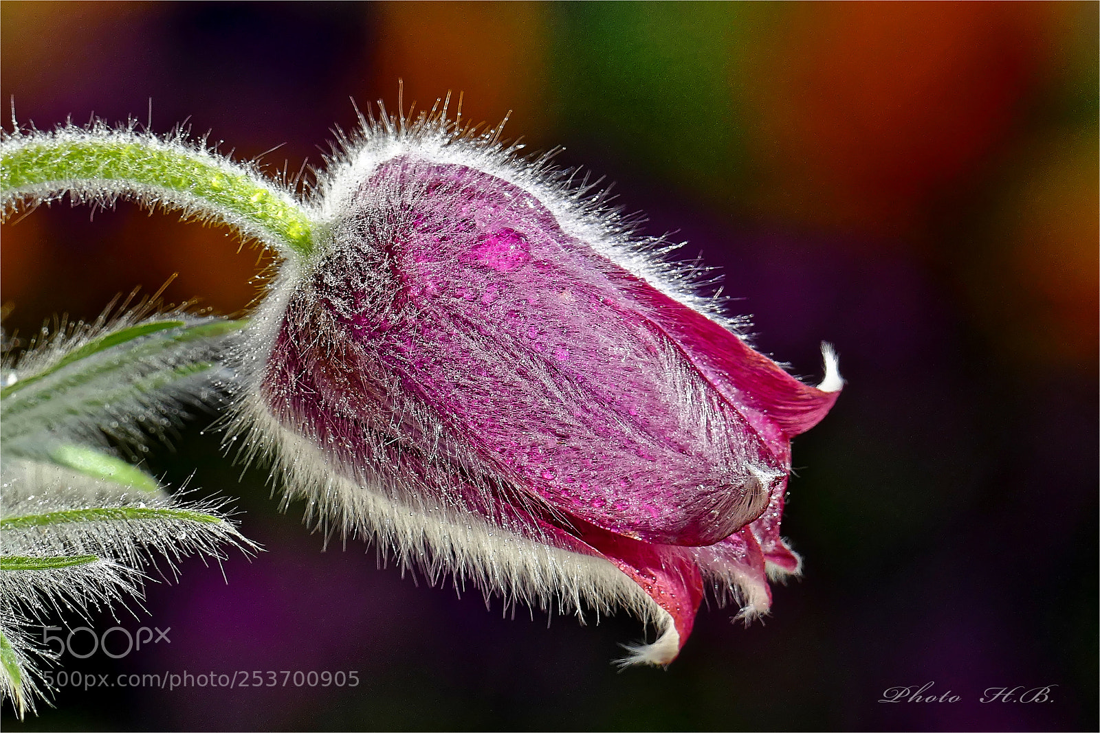 Panasonic Lumix DMC-FZ1000 sample photo. Pulsatilla vulgaris - k photography