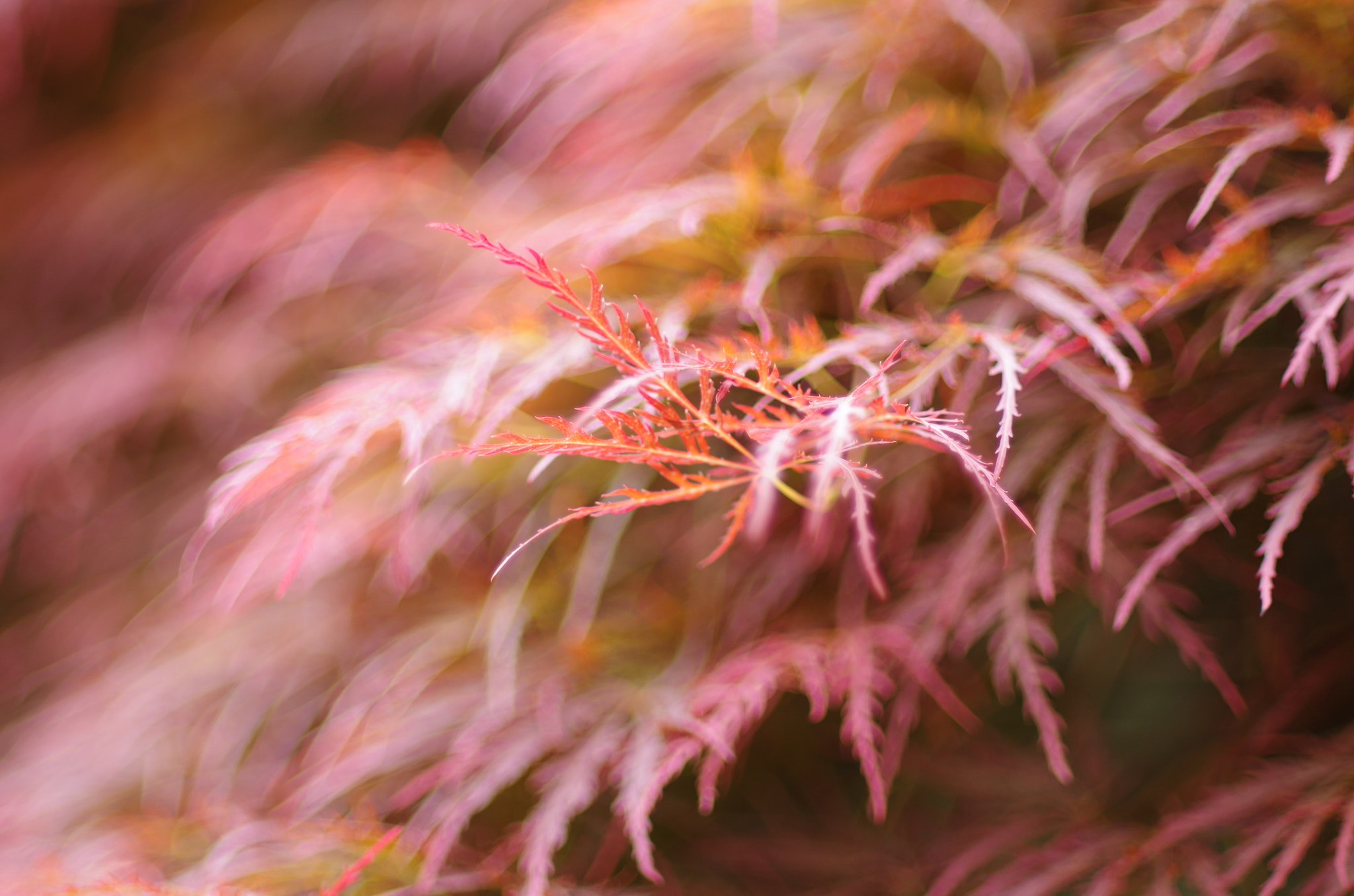 Pentax K-30 sample photo. The leaves rustle in the wind. photography