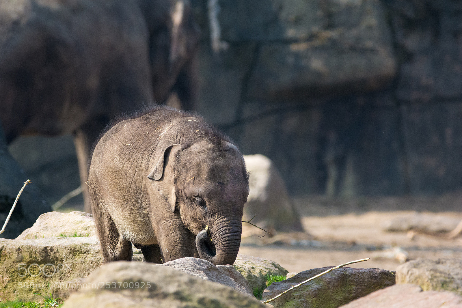 Nikon D5200 sample photo. Little elephant photography