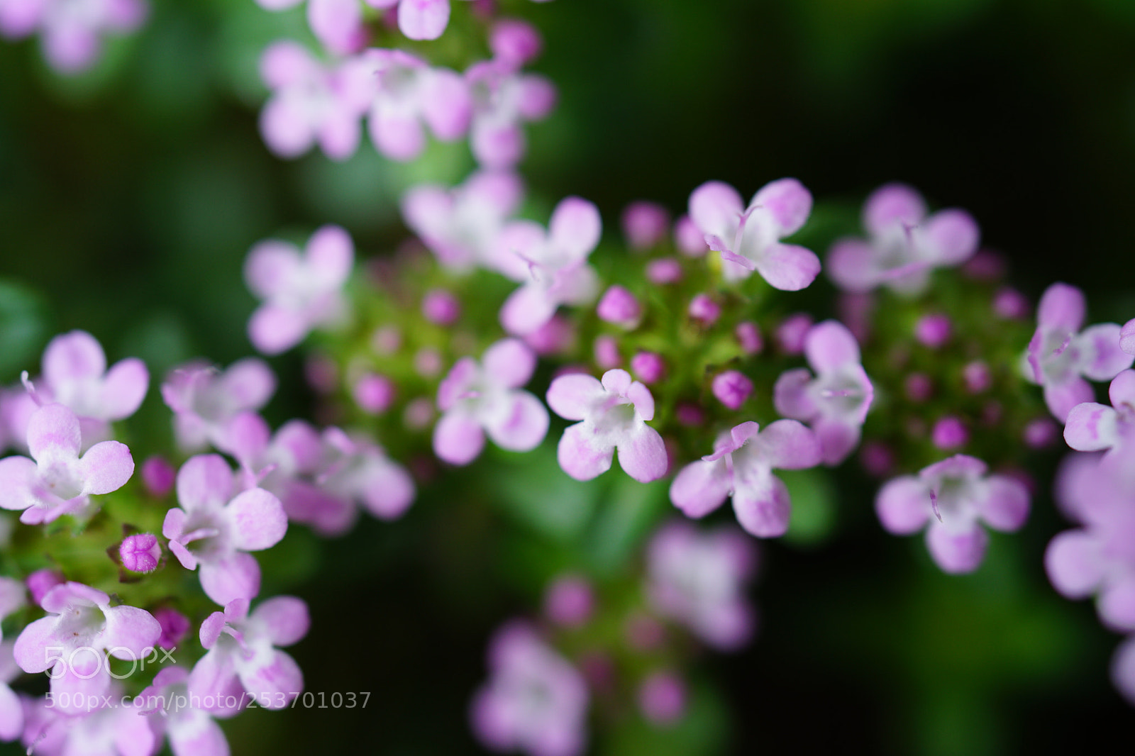 Sony a7 II sample photo. Longicaulis photography