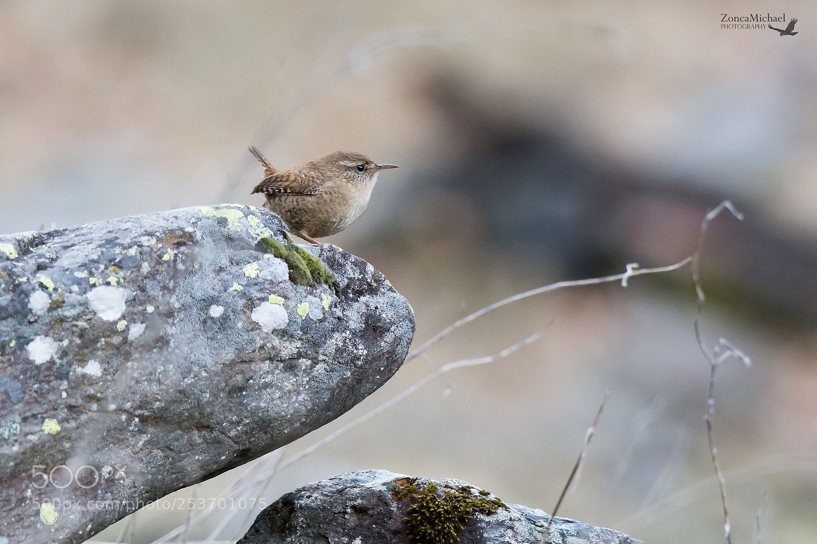 Nikon D7100 sample photo. Scricciolo in alta quota photography