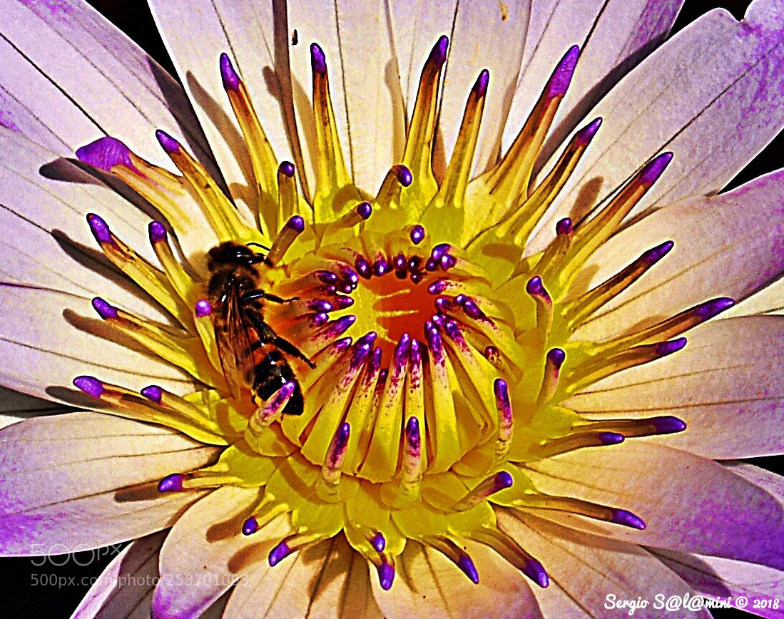 Olympus E-300 (EVOLT E-300) sample photo. Bee my love! photography