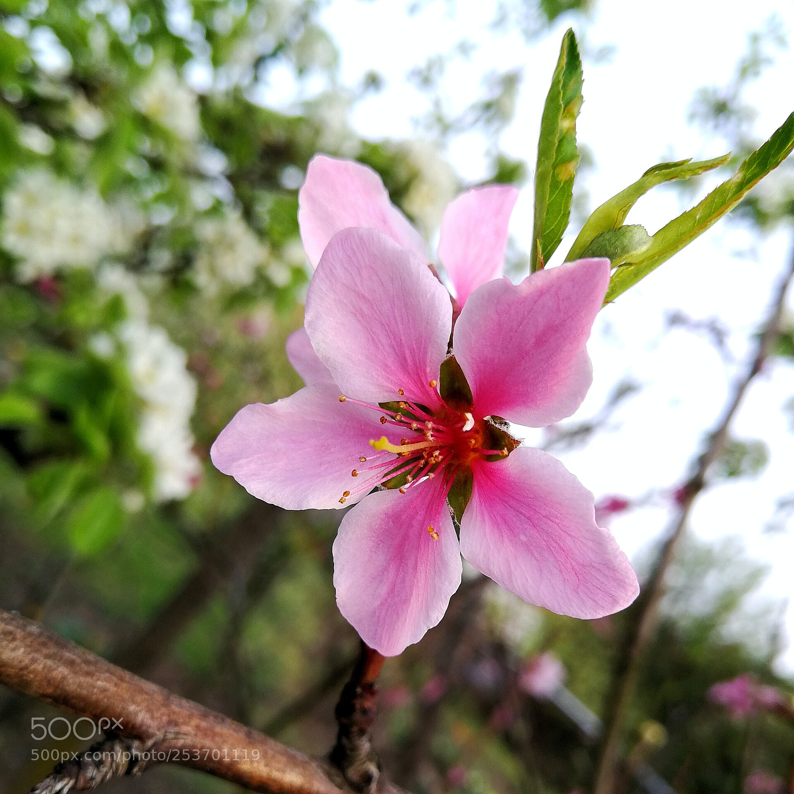 HUAWEI P10 sample photo. Peach blossom photography