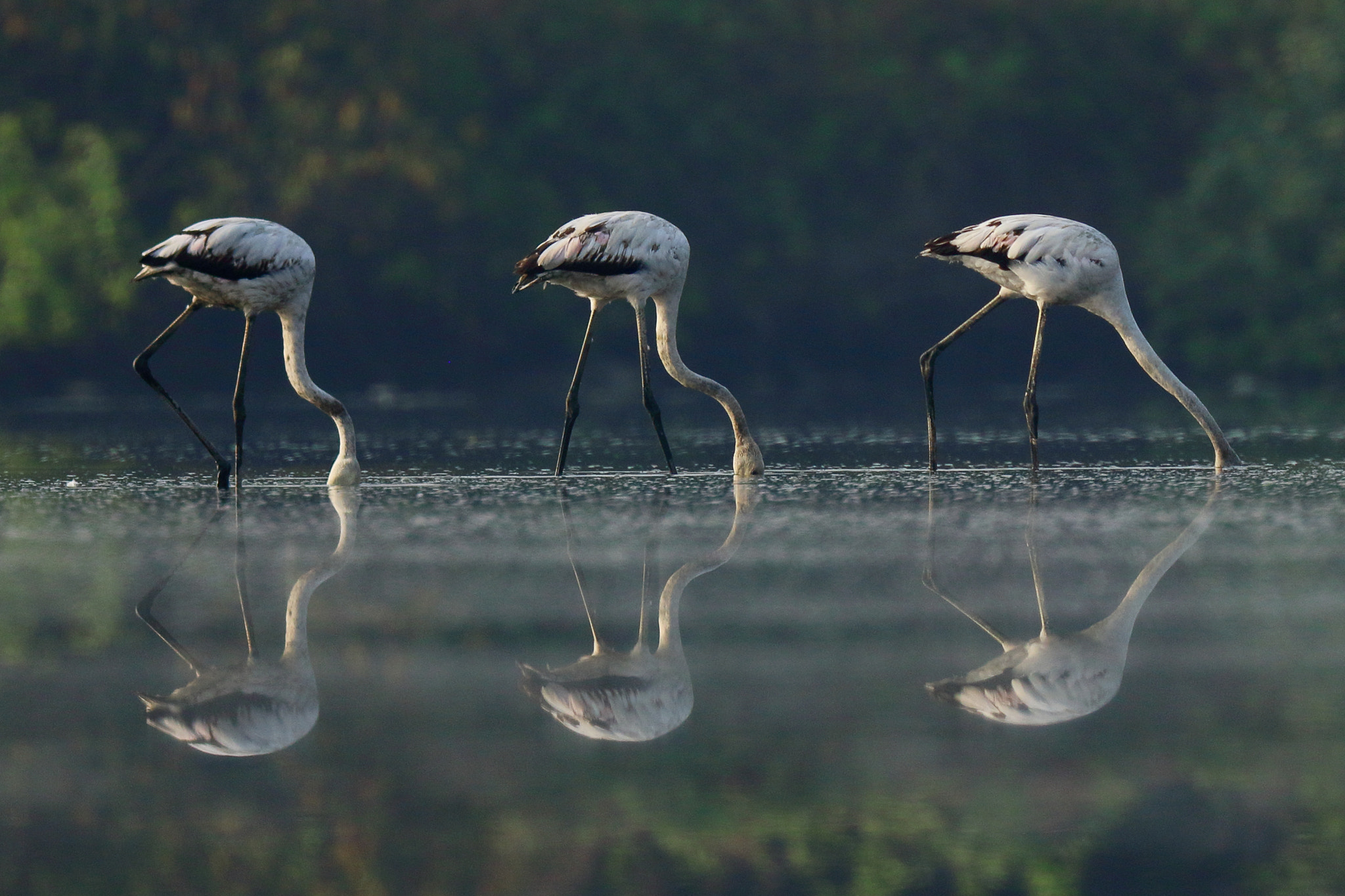 Canon EOS 7D Mark II + Canon EF 400mm F4 DO IS II USM sample photo. Heads down photography