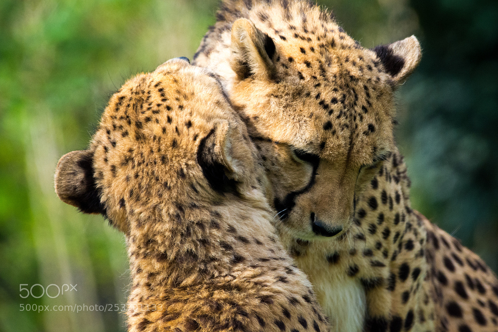 Nikon D5200 sample photo. Cheetahs cuddling photography