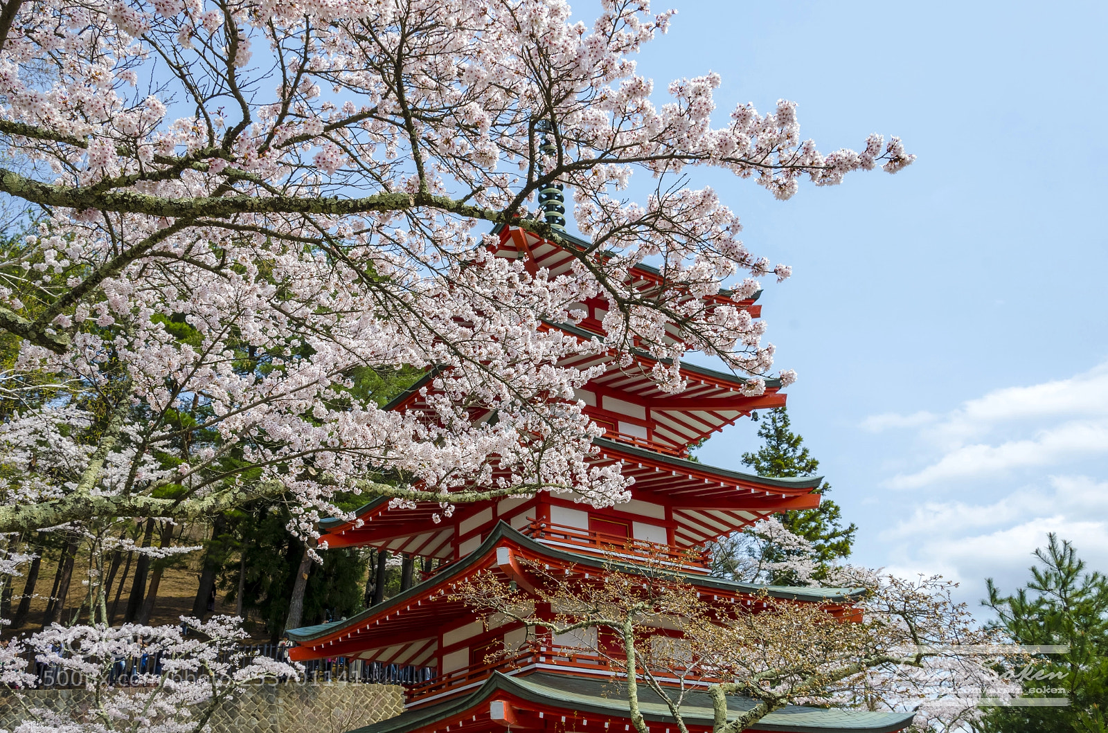 Nikon D7000 sample photo. Spring in japan photography