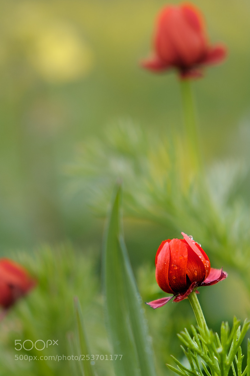Fujifilm X-T20 sample photo. Spring flower. photography