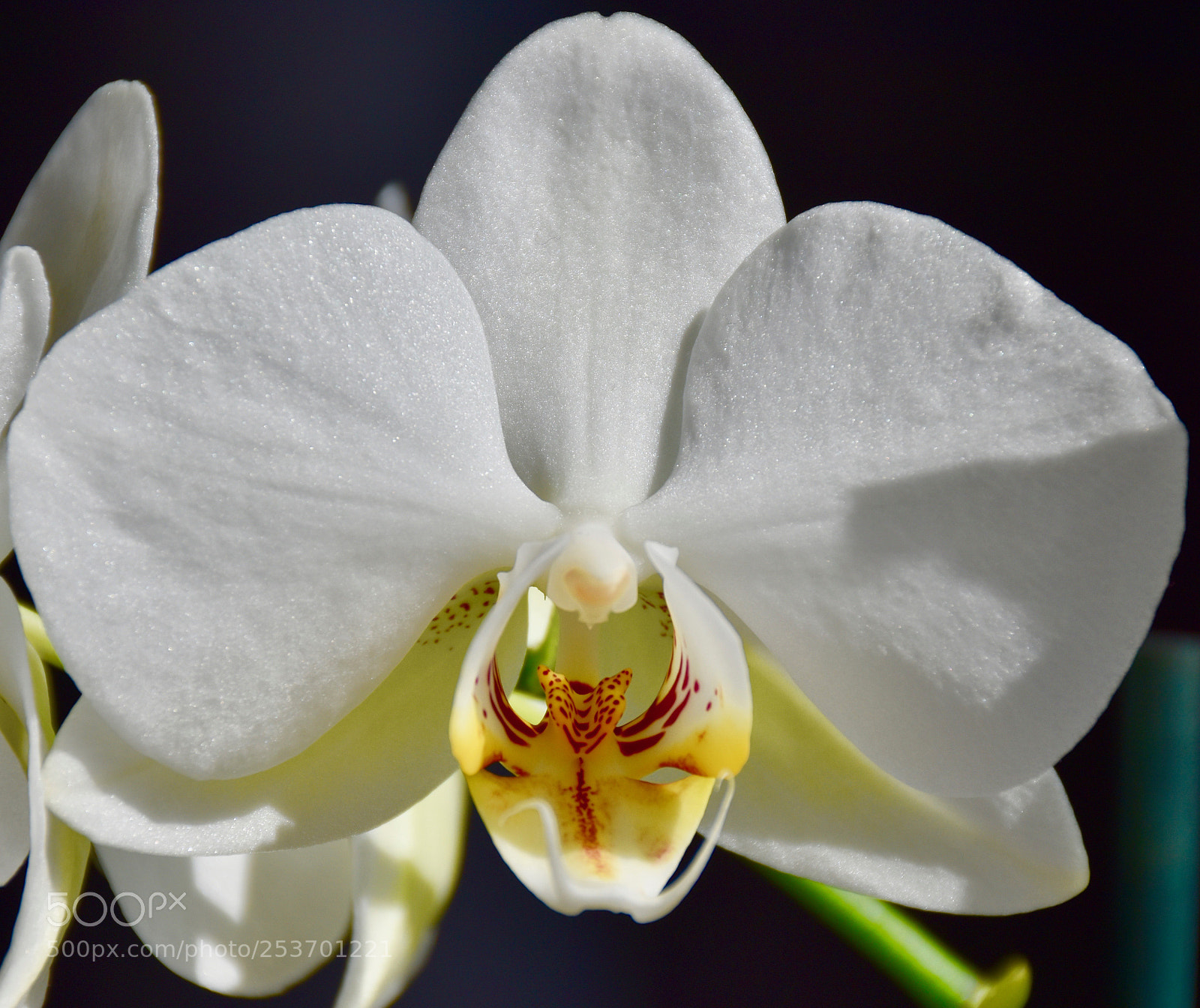 Nikon D5600 sample photo. Withe orchid photography