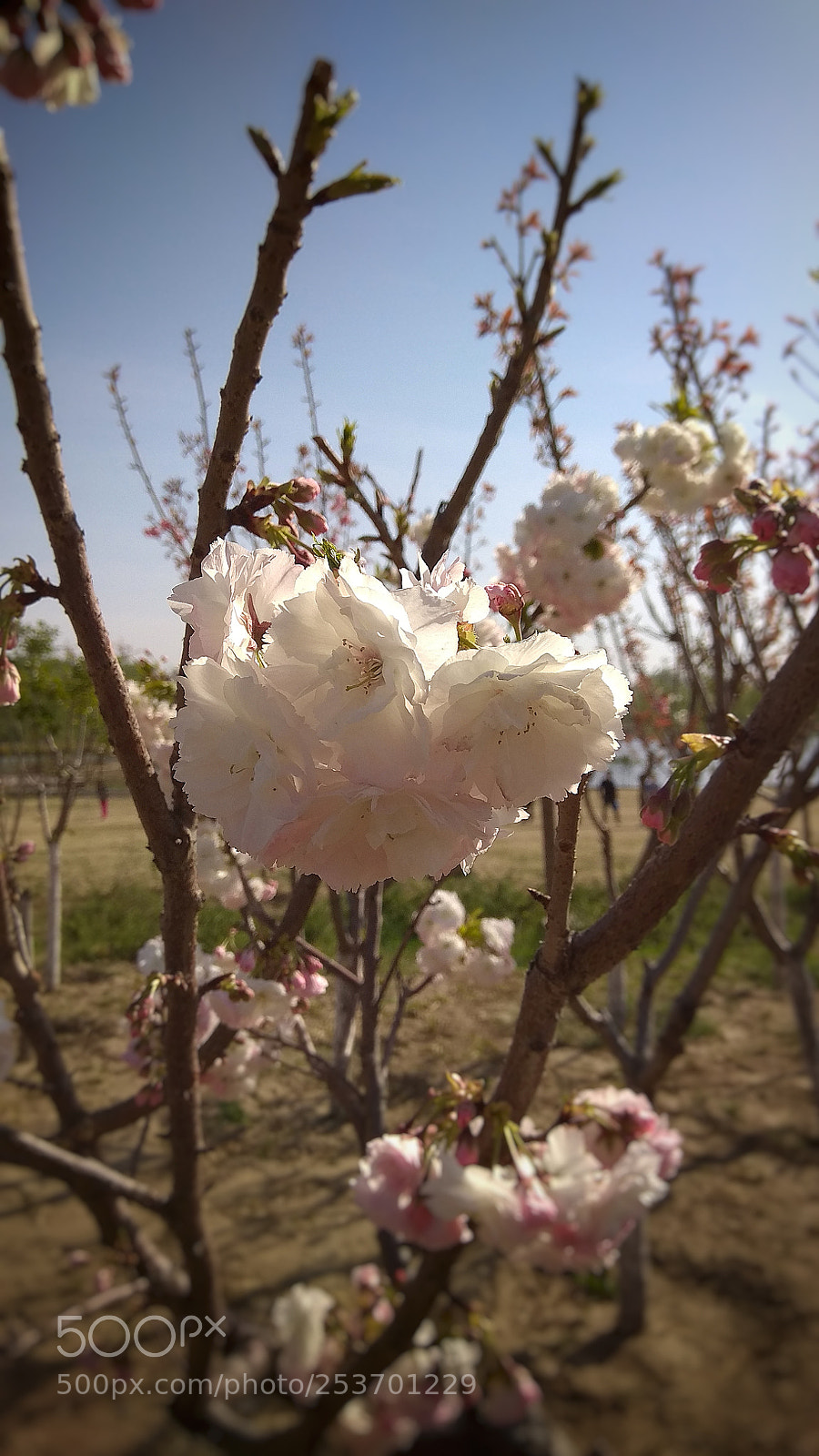 Xiaomi Redmi Note 4X sample photo. 13 photography