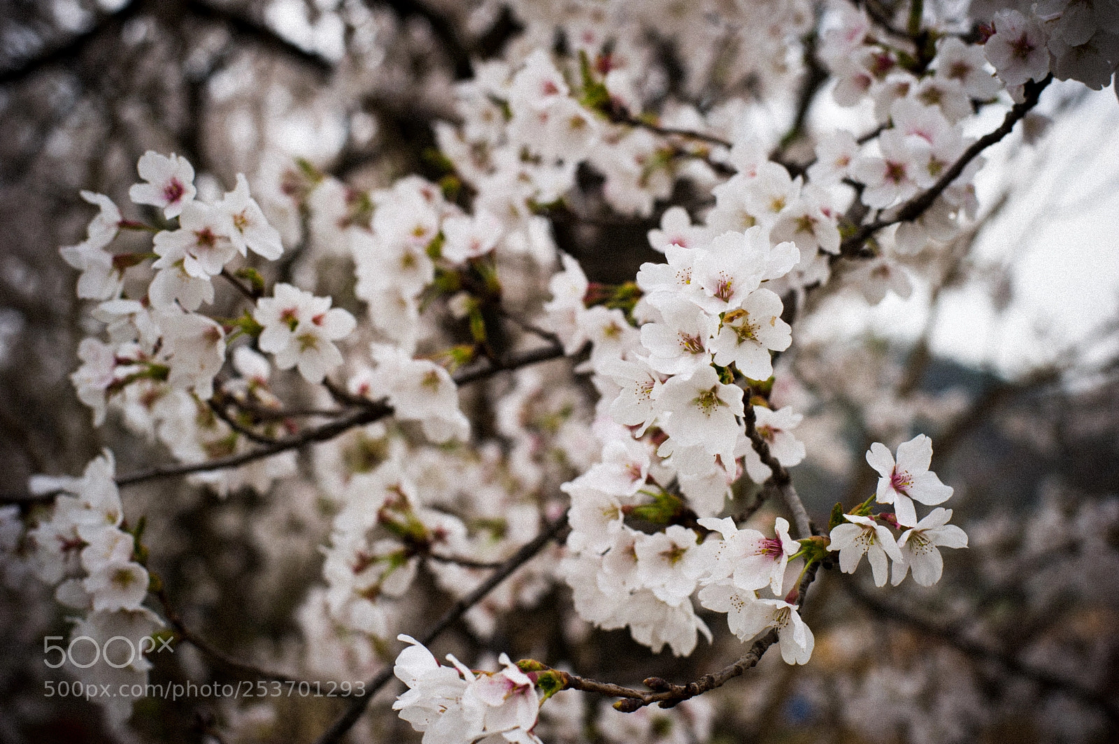 Nikon D3S sample photo. Cherry blossom photography