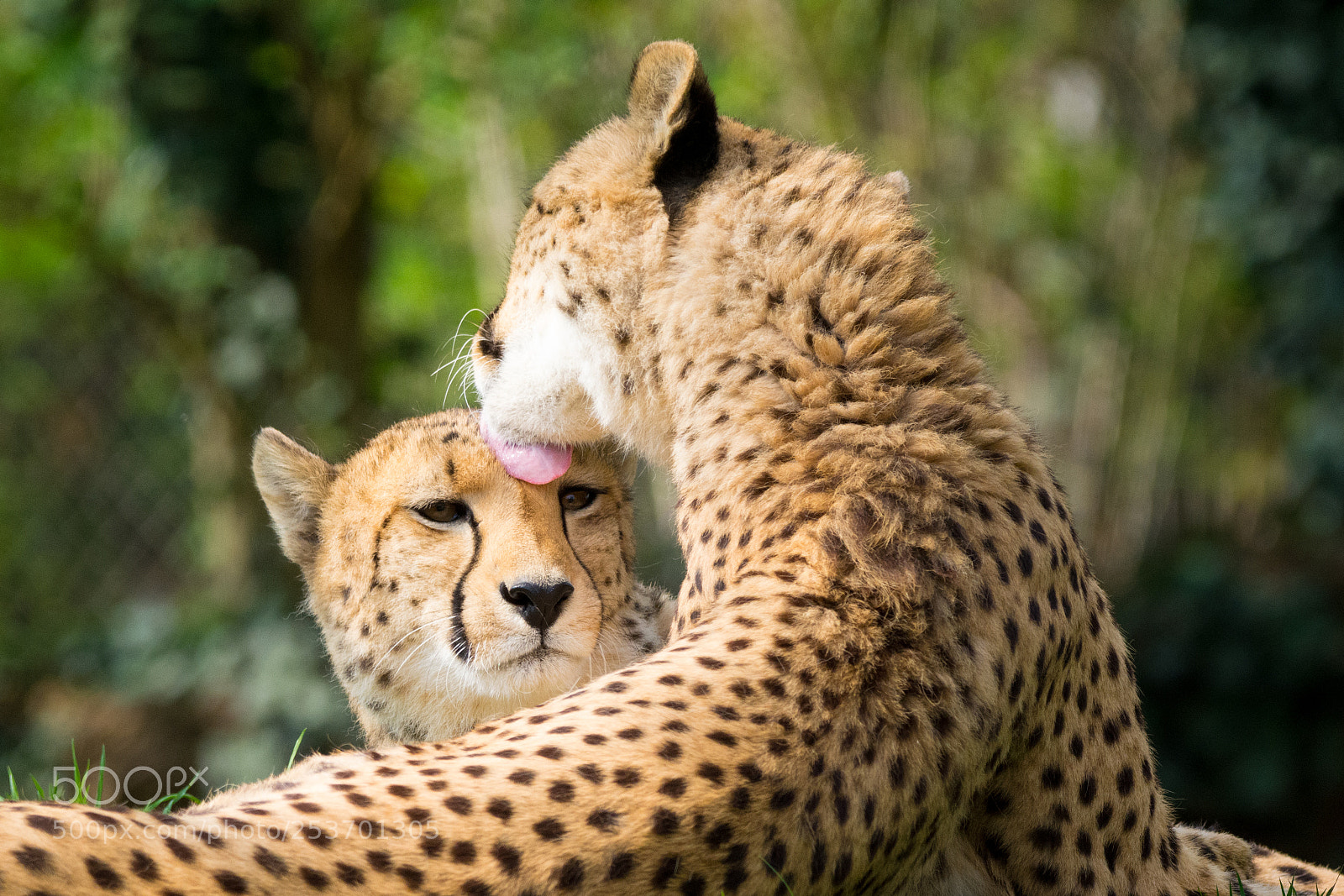 Nikon D5200 sample photo. Cheetah grooming photography