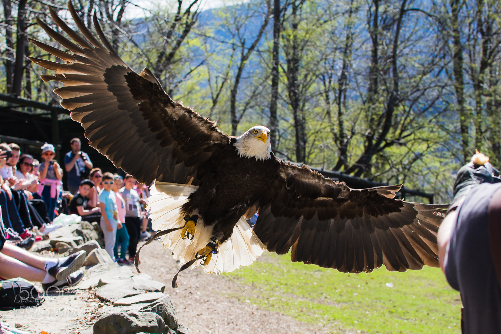 Nikon D7100 sample photo. Eagle incoming photography