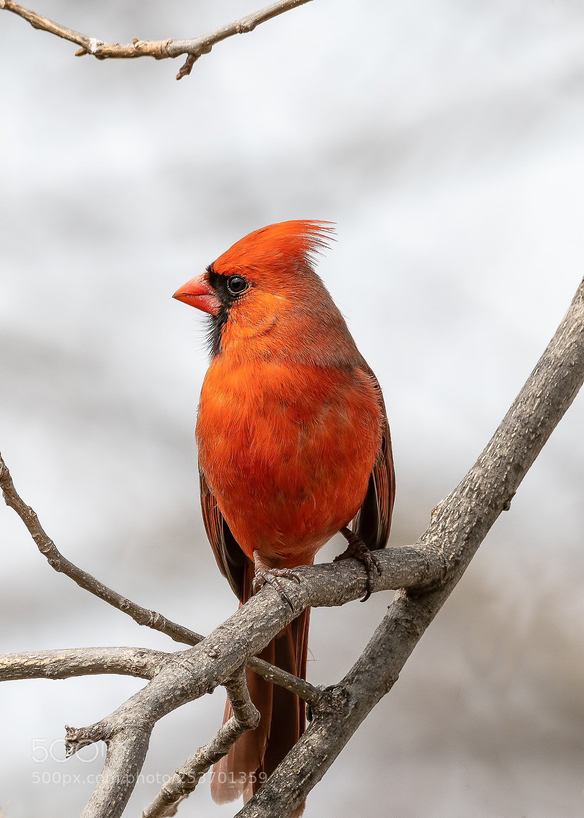 Nikon D850 sample photo. Cardinal photography