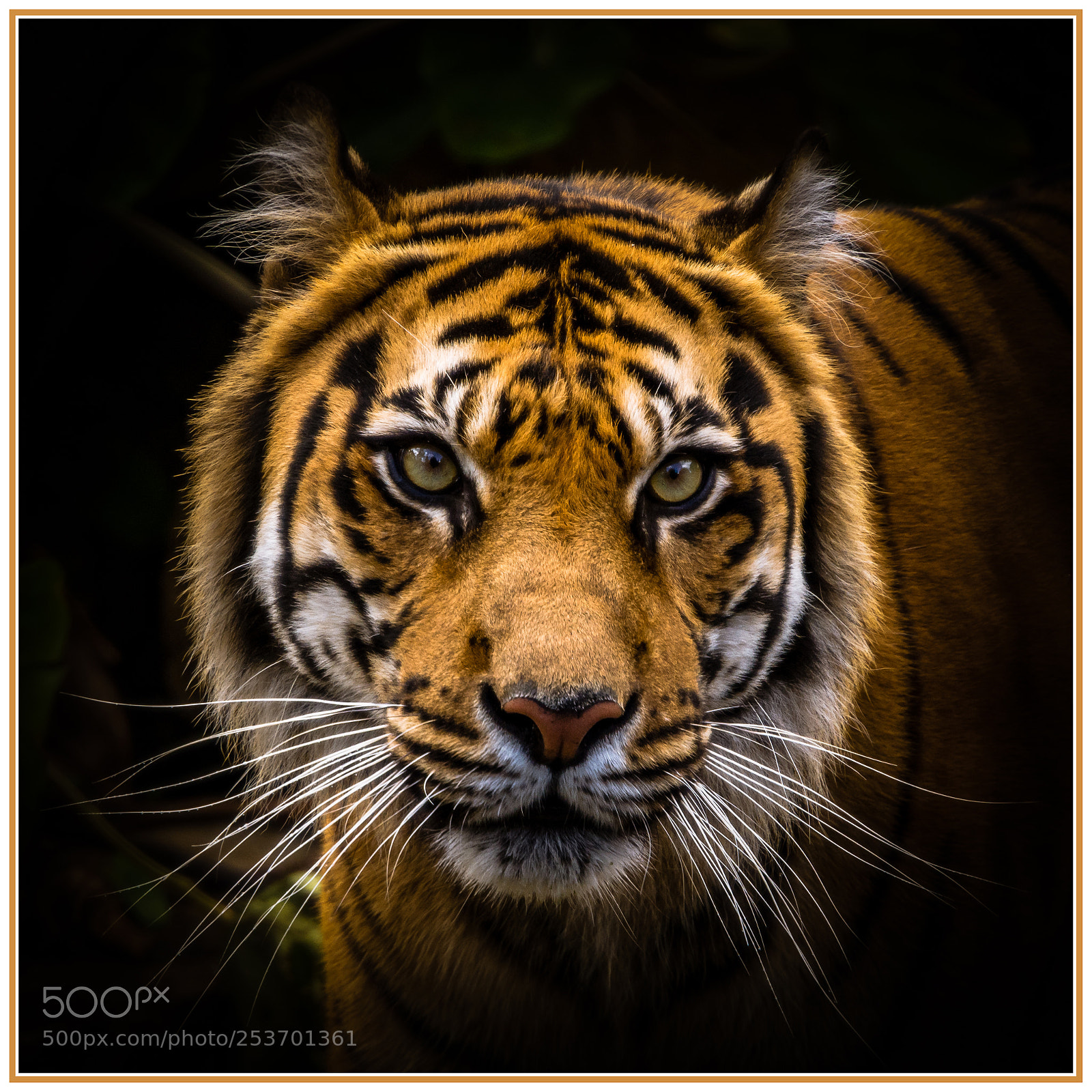 Nikon D7200 sample photo. Indrah...the most beautiful creature photography