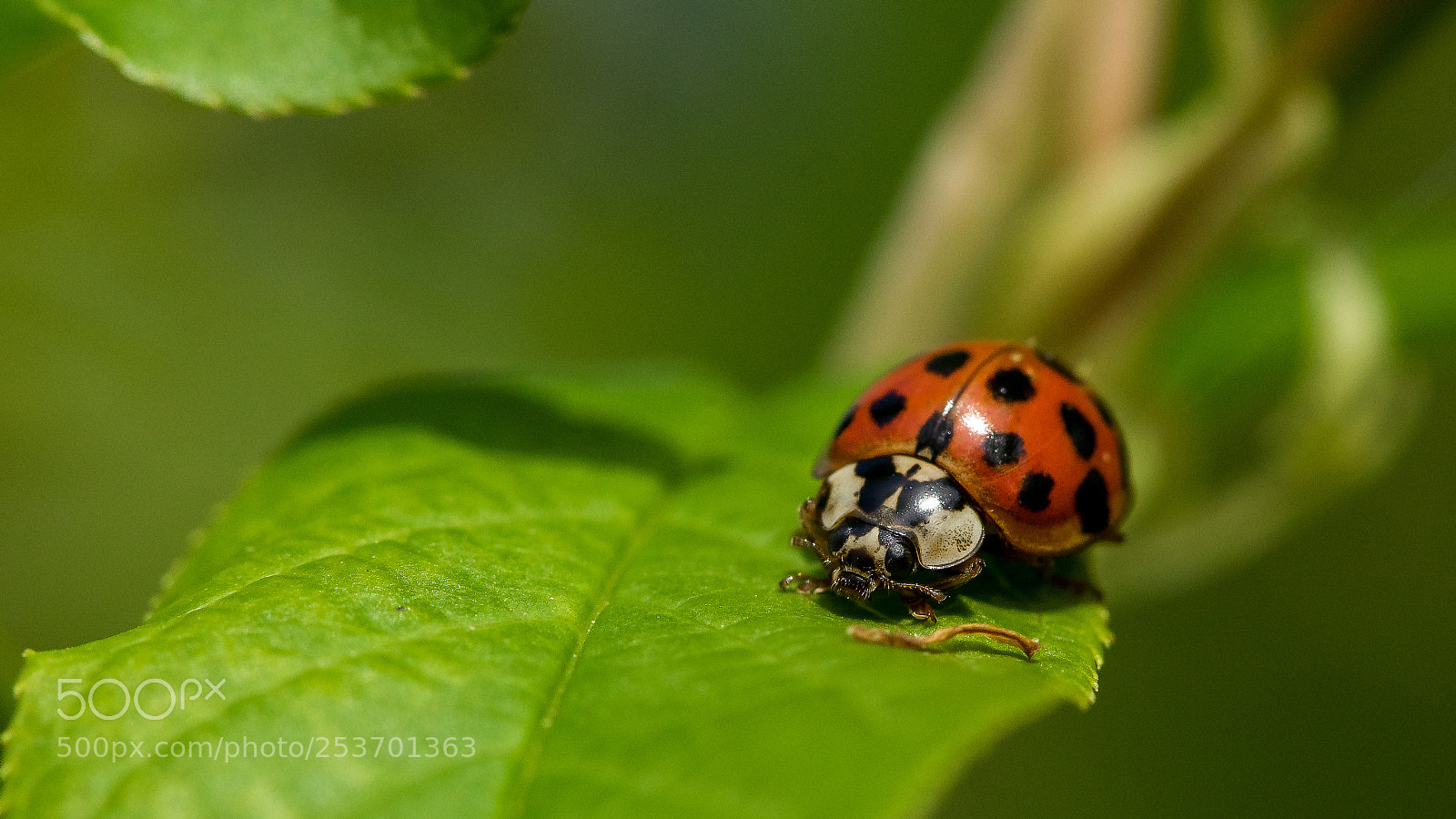 Sony a7 II sample photo. Ladybug photography