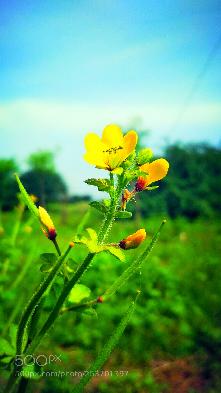 Xiaomi Redmi 4 Pro sample photo. All in one photography
